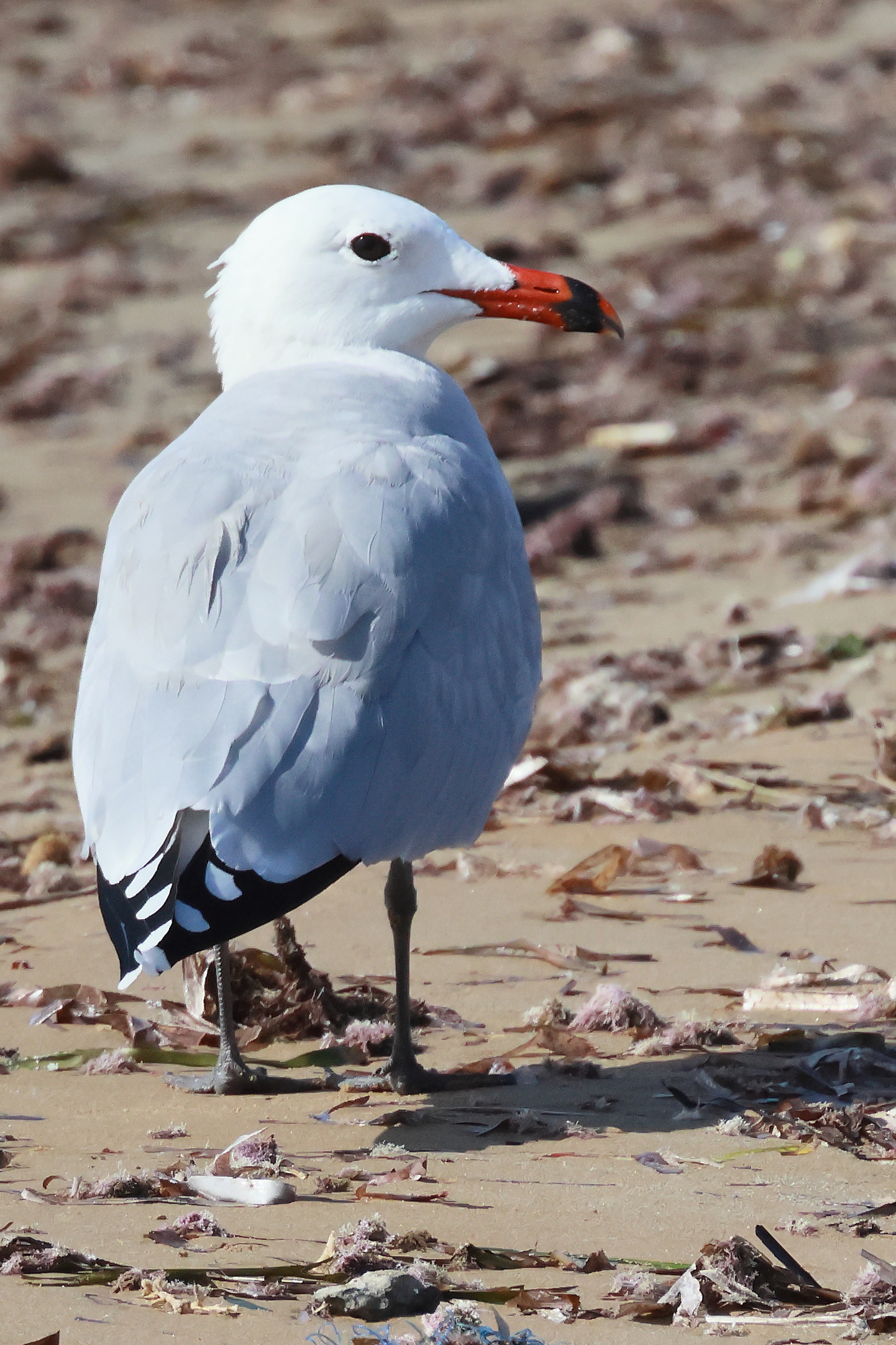 Gabbiano corso (Larus audouinii)