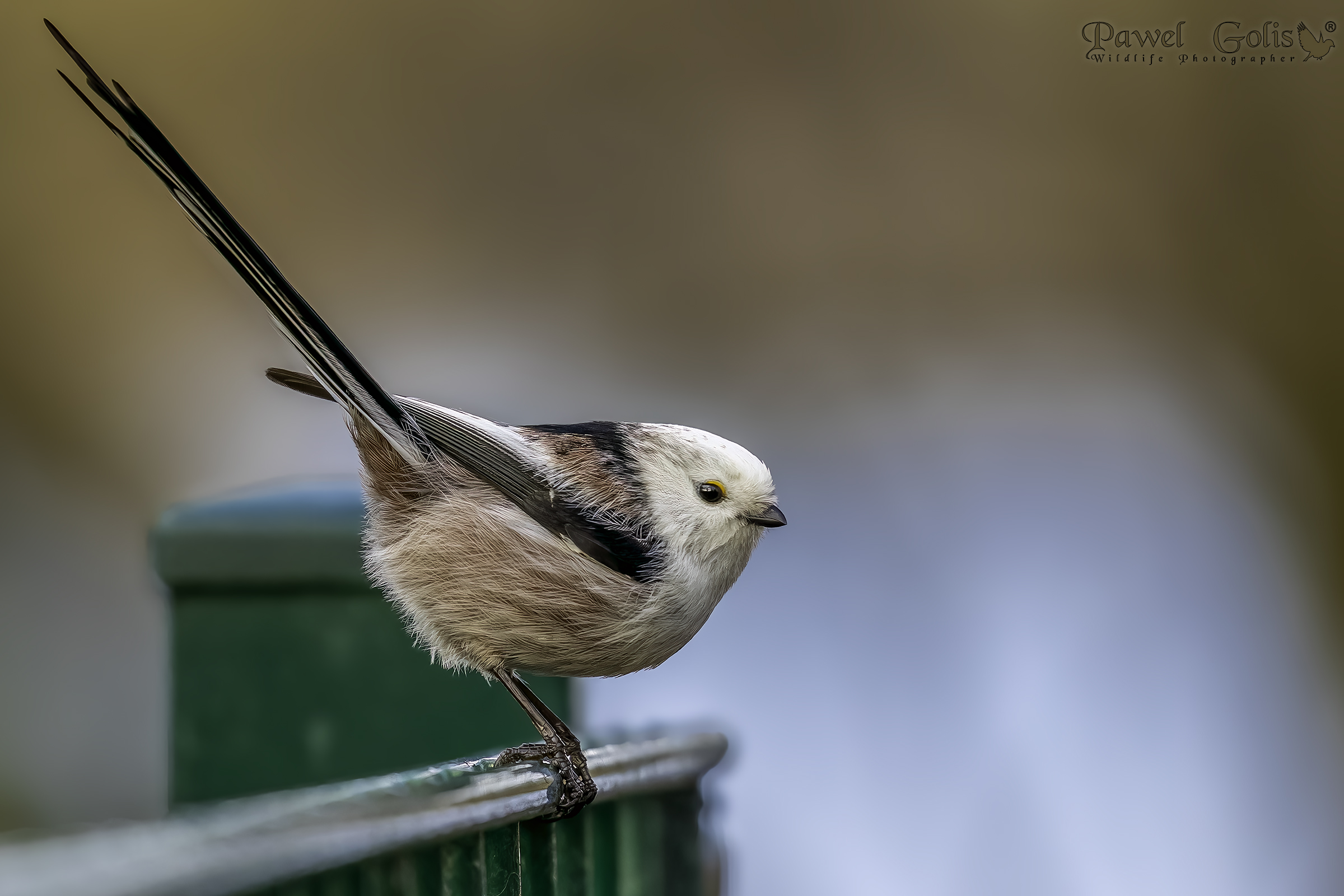 Cinciarella dalla coda lunga (Aegithalos caudatus)