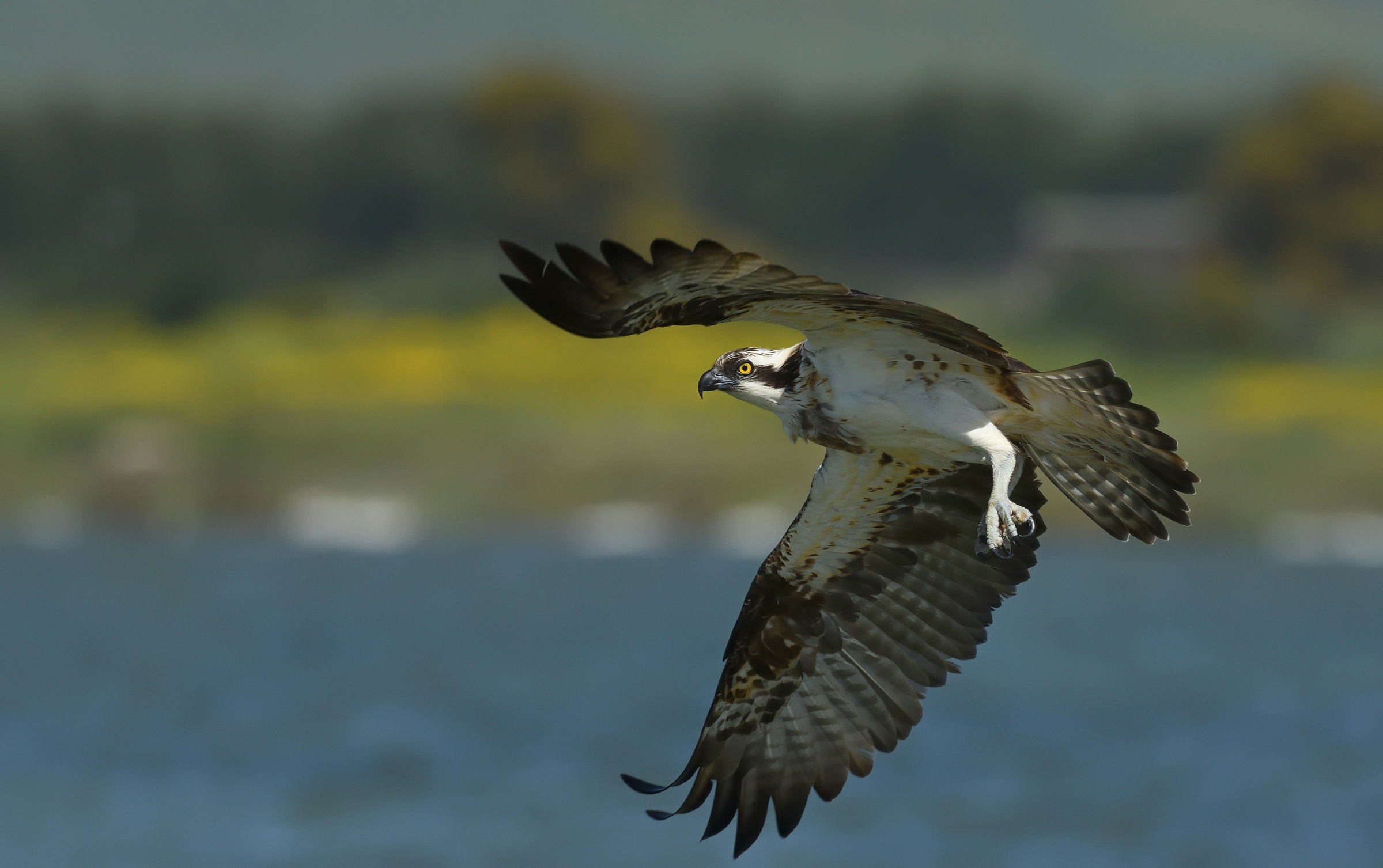 "Beccato" in volo ...