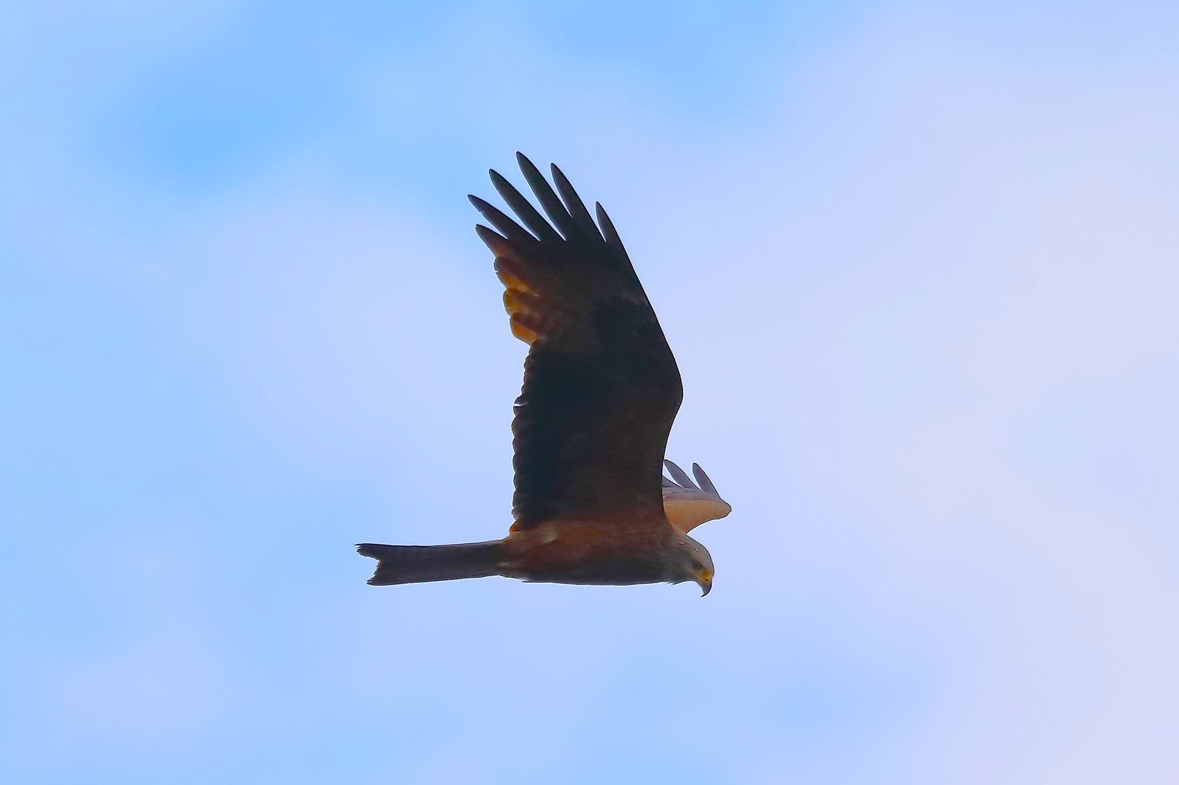 Nibbio bruno 31-05-2023