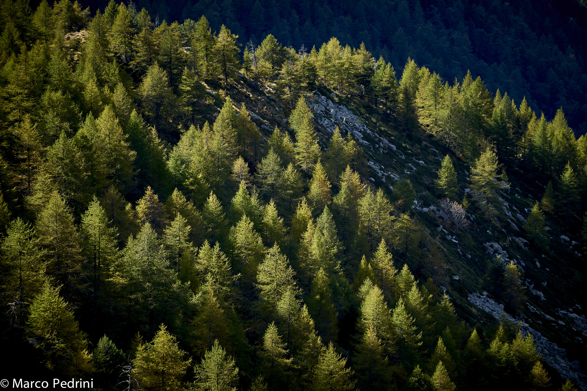 Larch