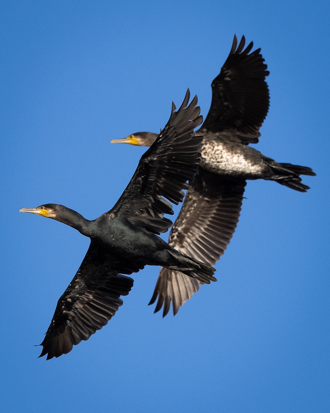 Cormorani