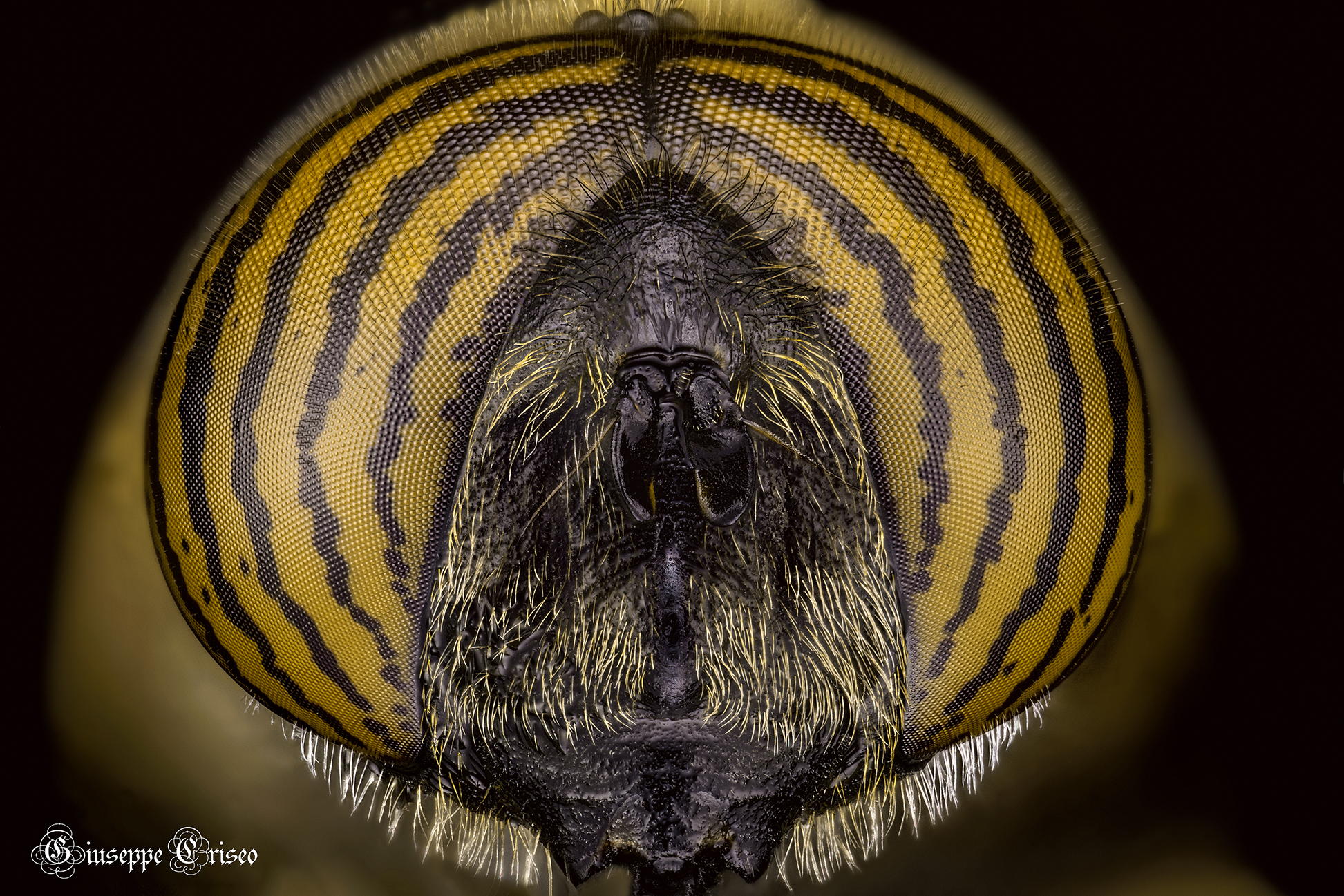 Eristalinus taeniops, Syrphidae