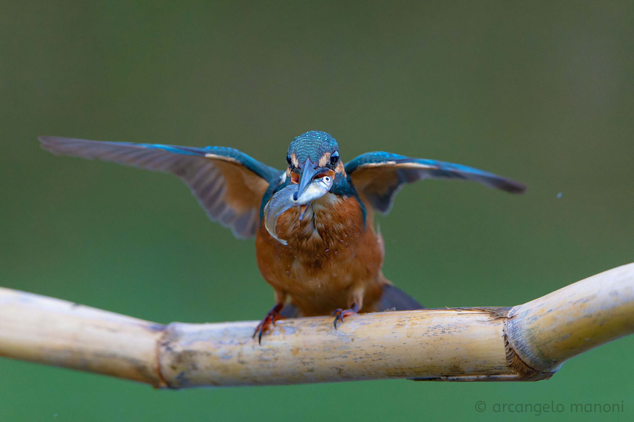 Alla pesca ad ali aperte
