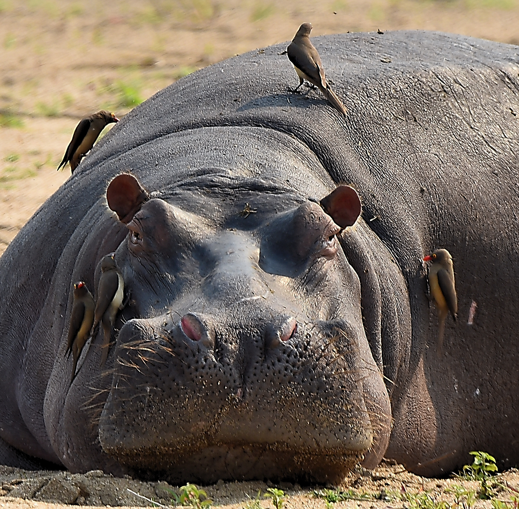 Hippo