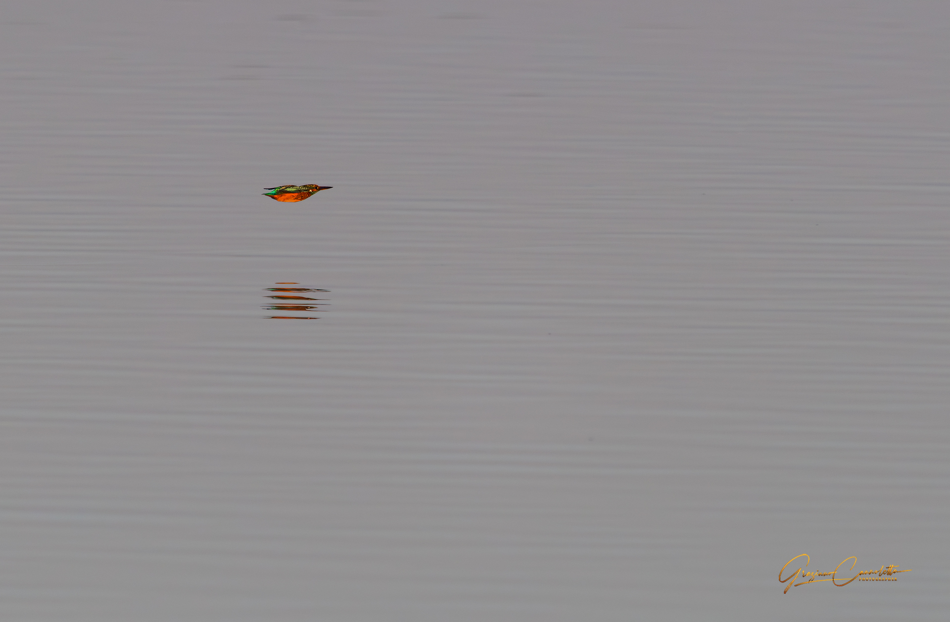 Kingfisher at supersonic speed