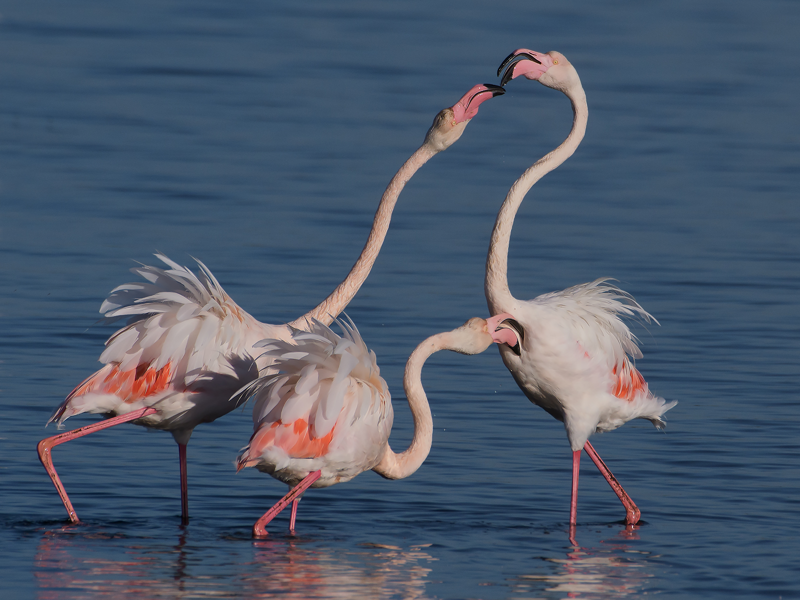 "discussioni mattutine"