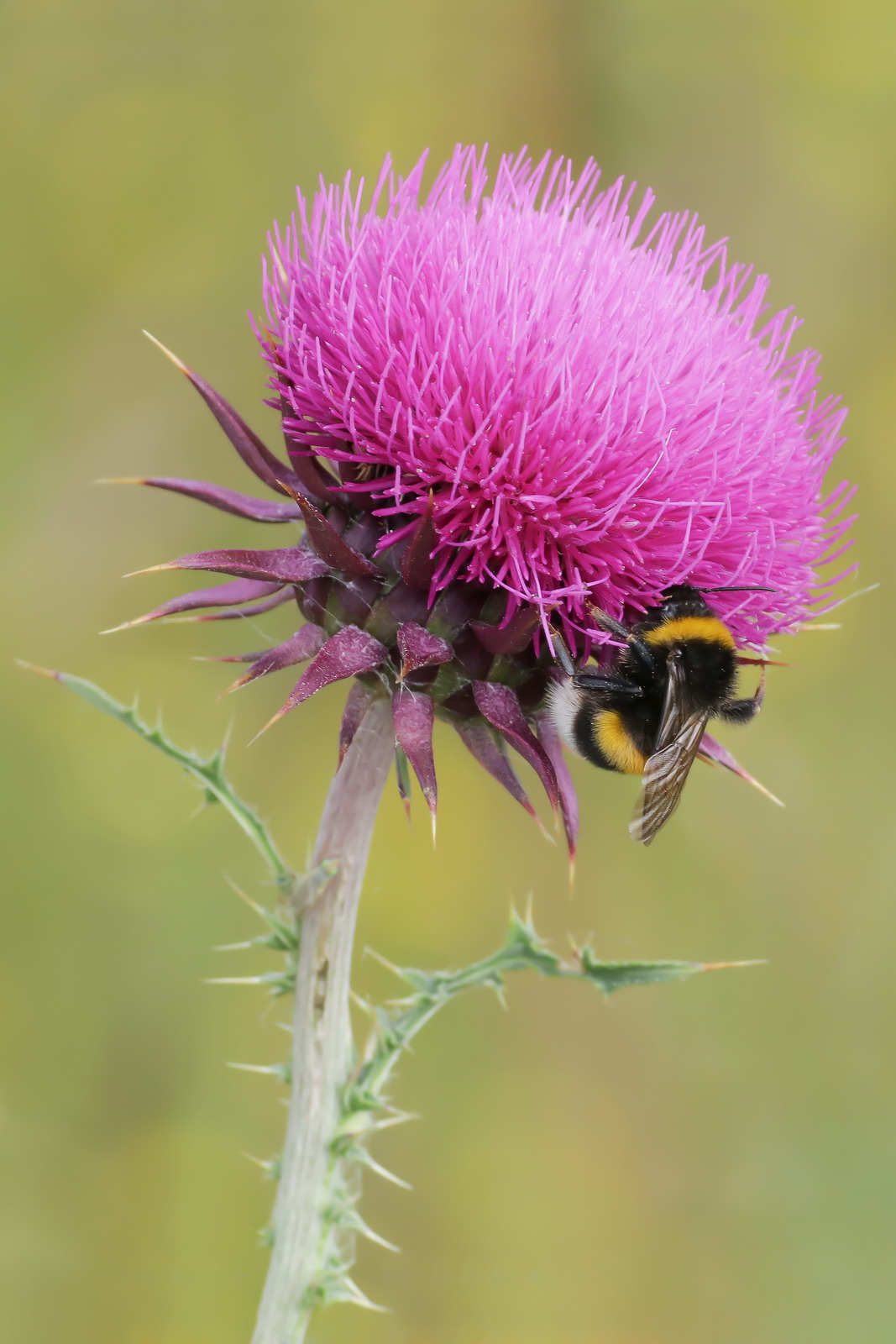 Bombus sp. Gr. terrestris