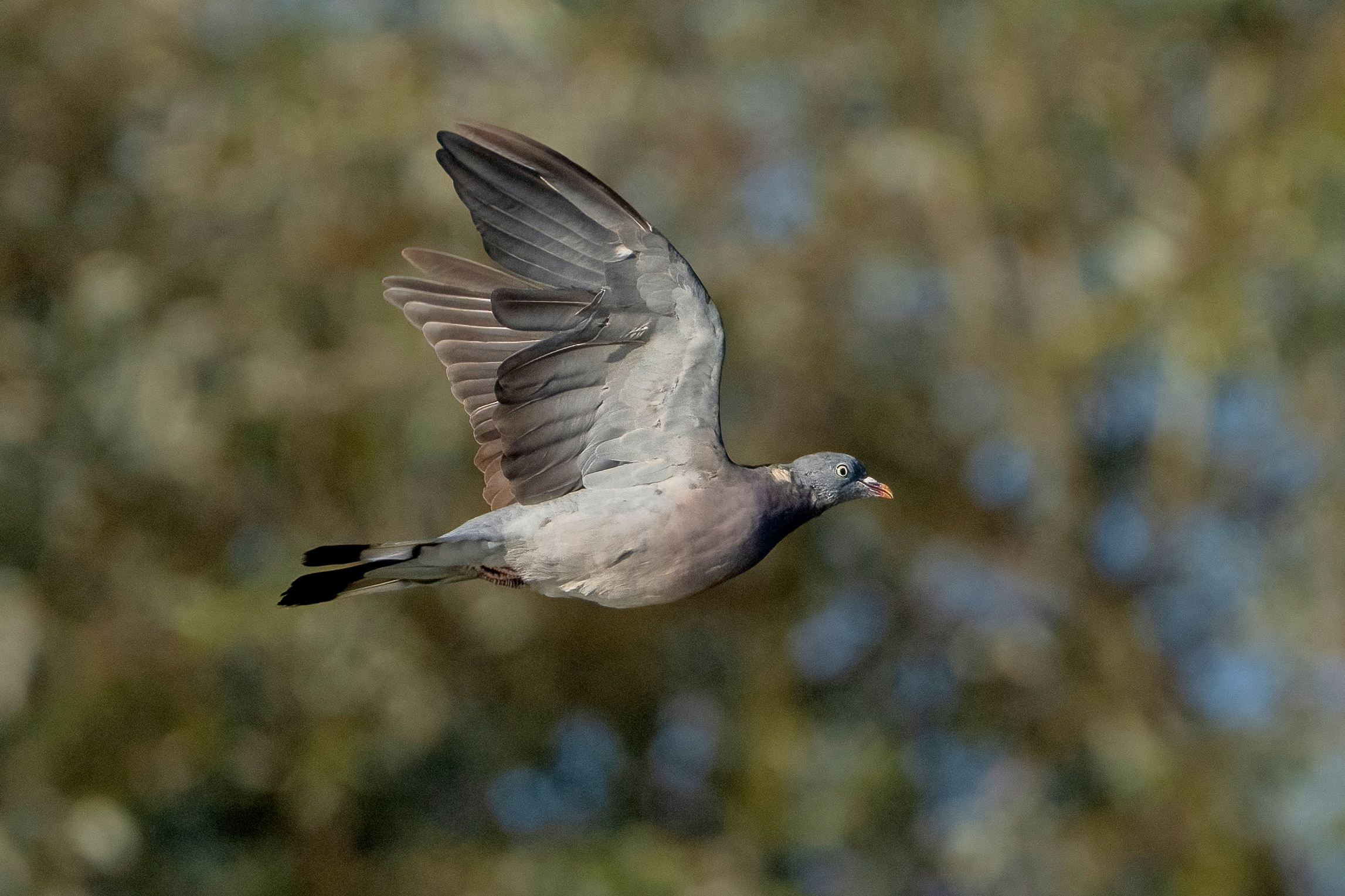 Wood pigeon (Columba palumbus)
