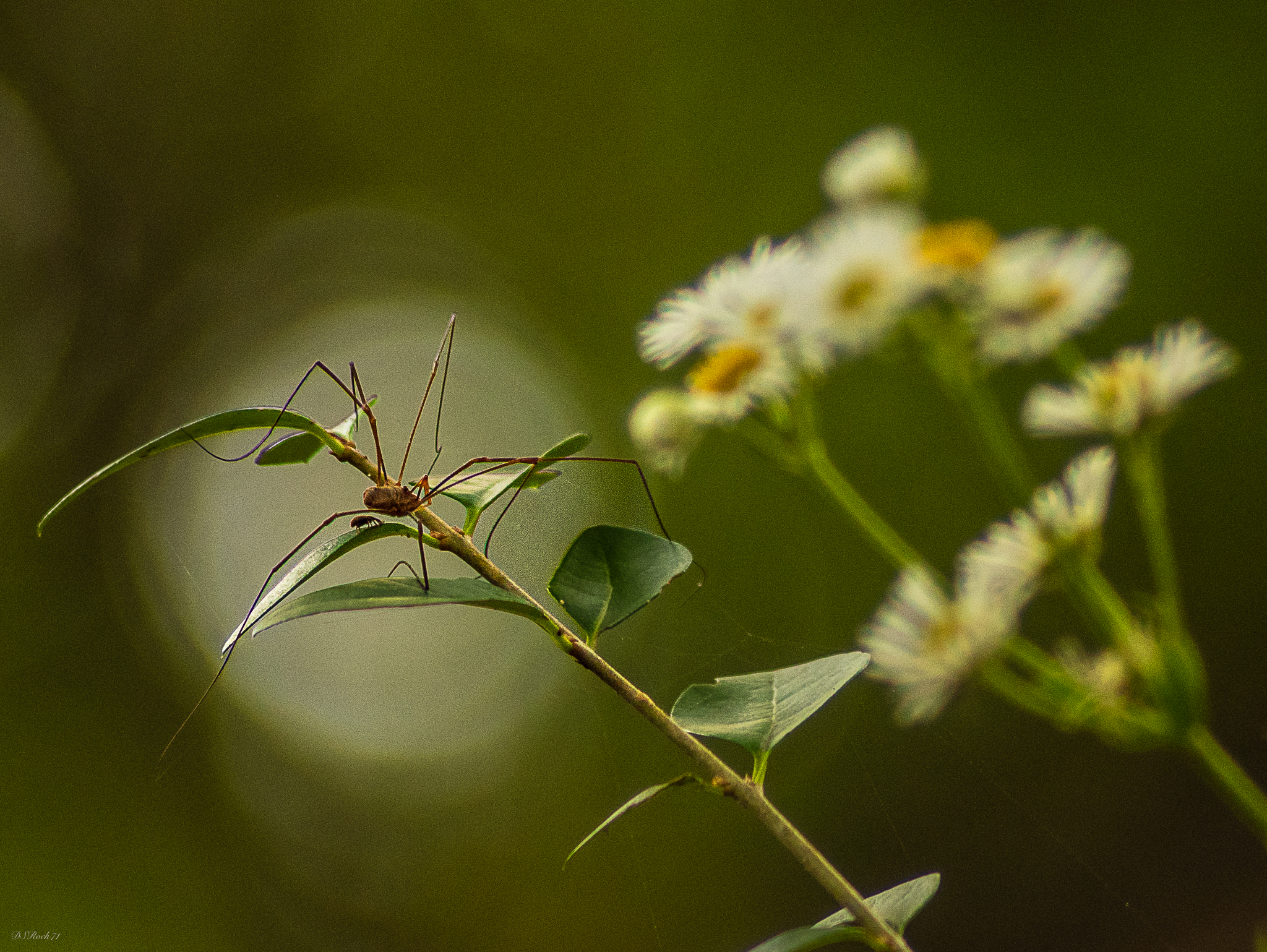 The spider and its companion