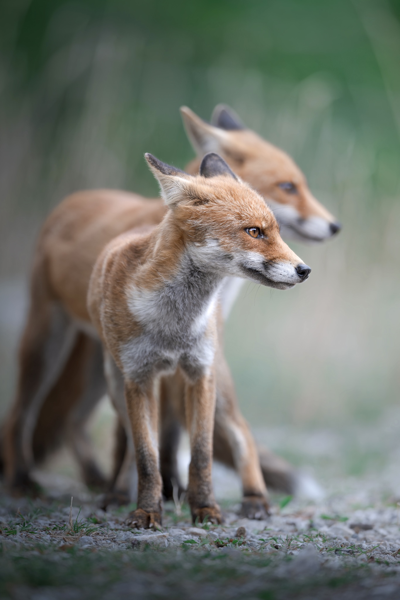 Pair of foxes