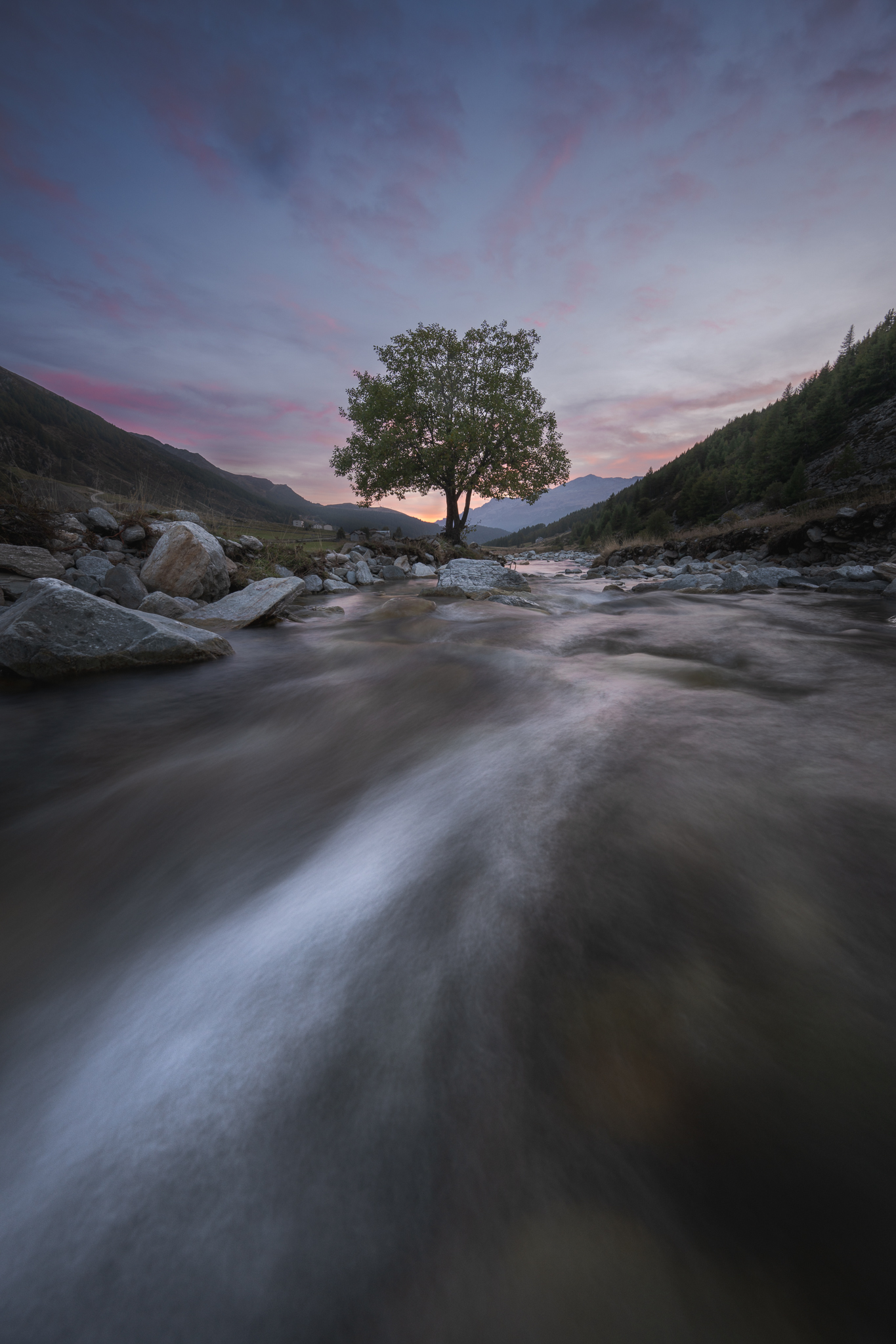 Tree