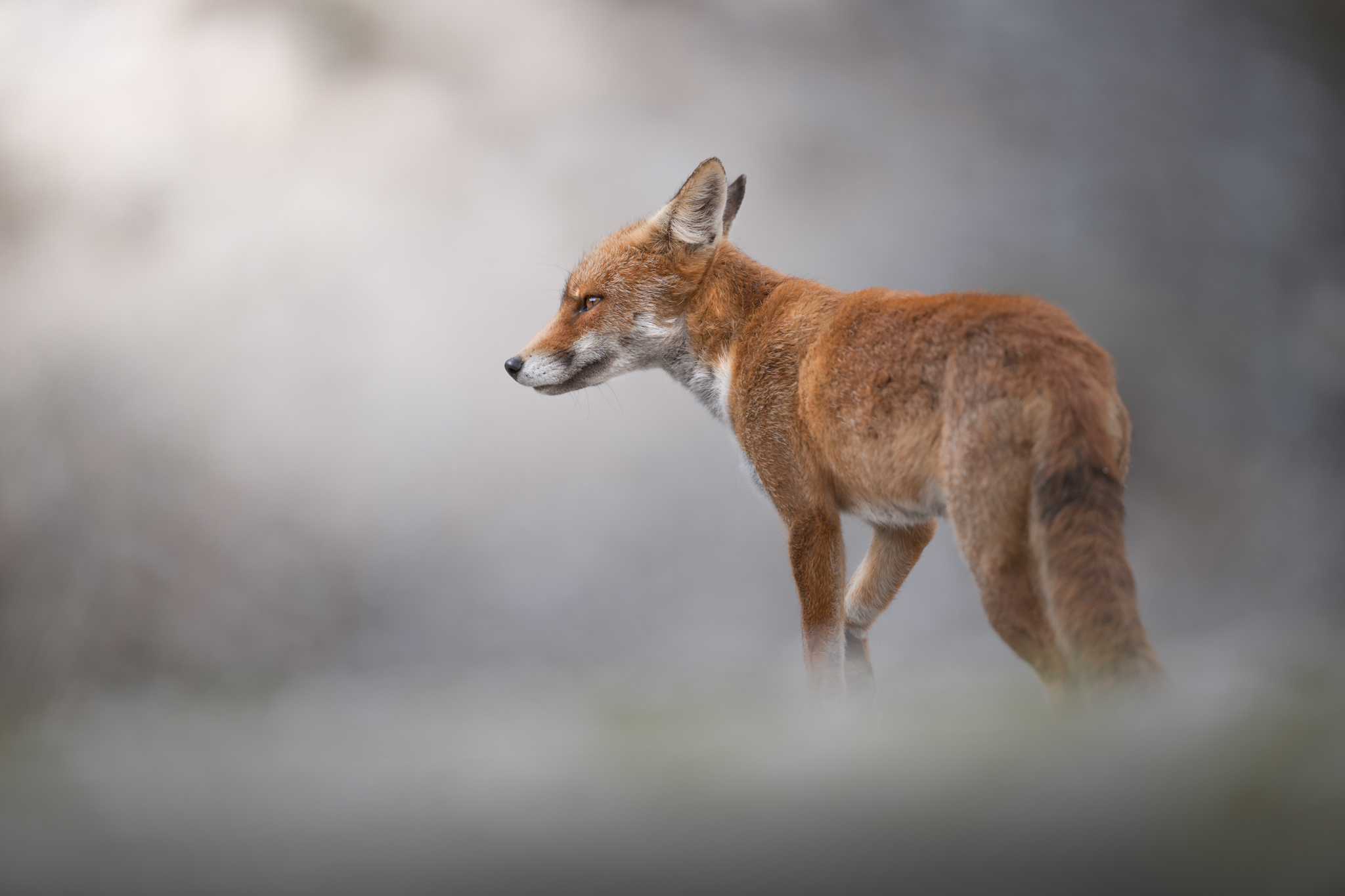 Fox in the Fog