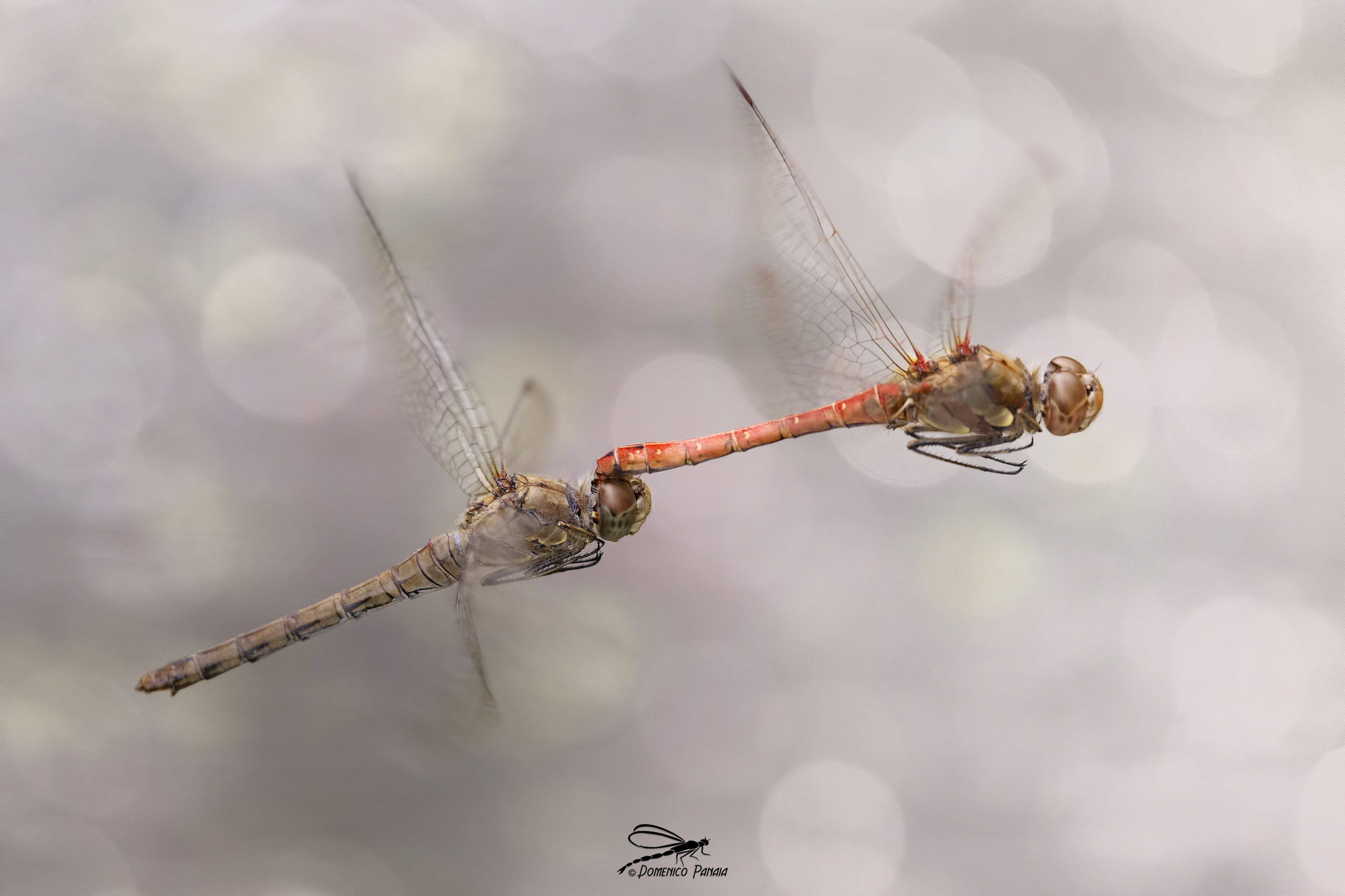 Sympetrum striolatum