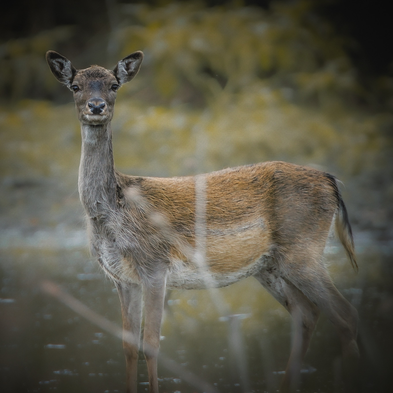 Female fallow deer