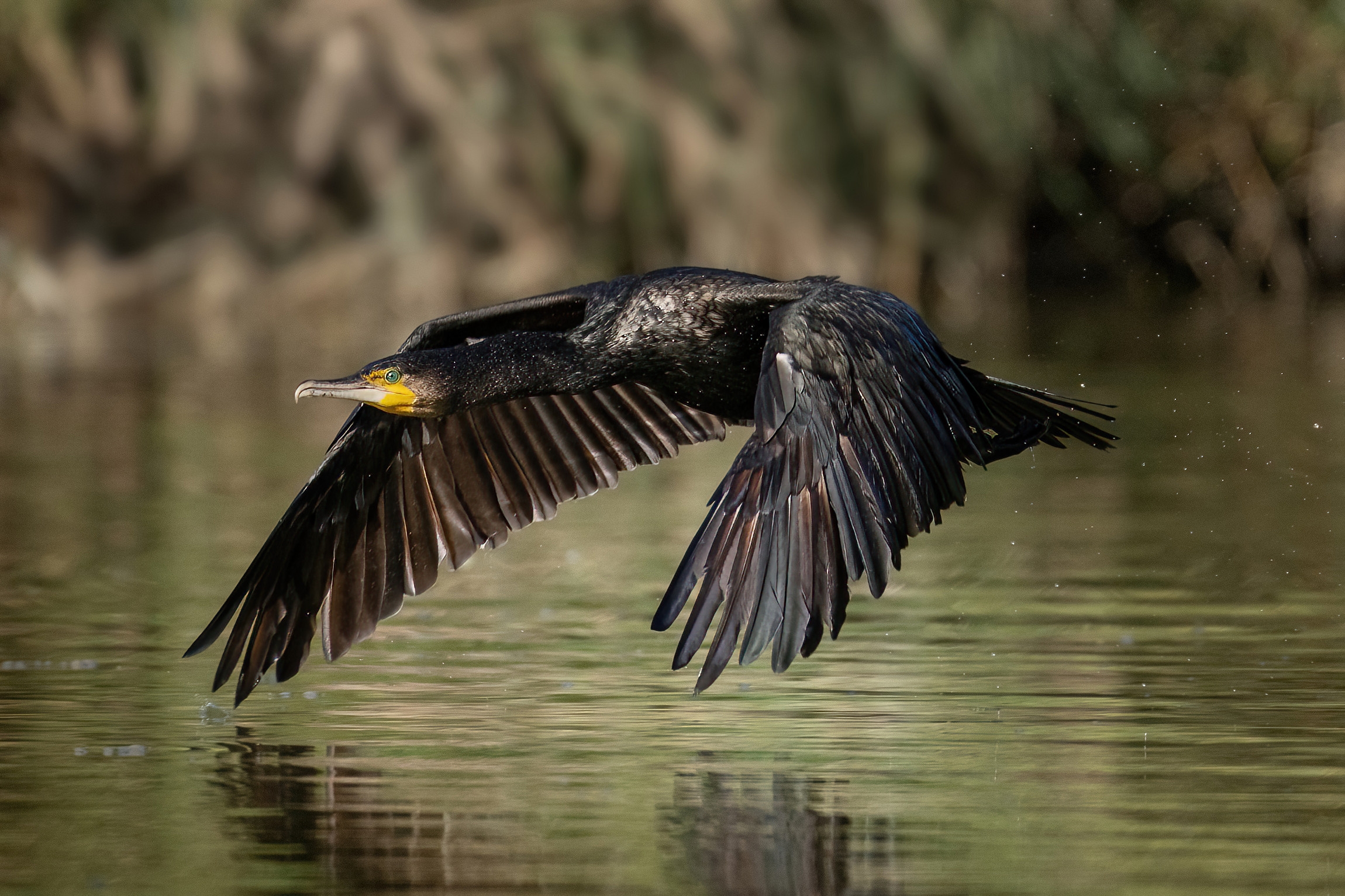 Cormorano (Phalacrocorax carbo)