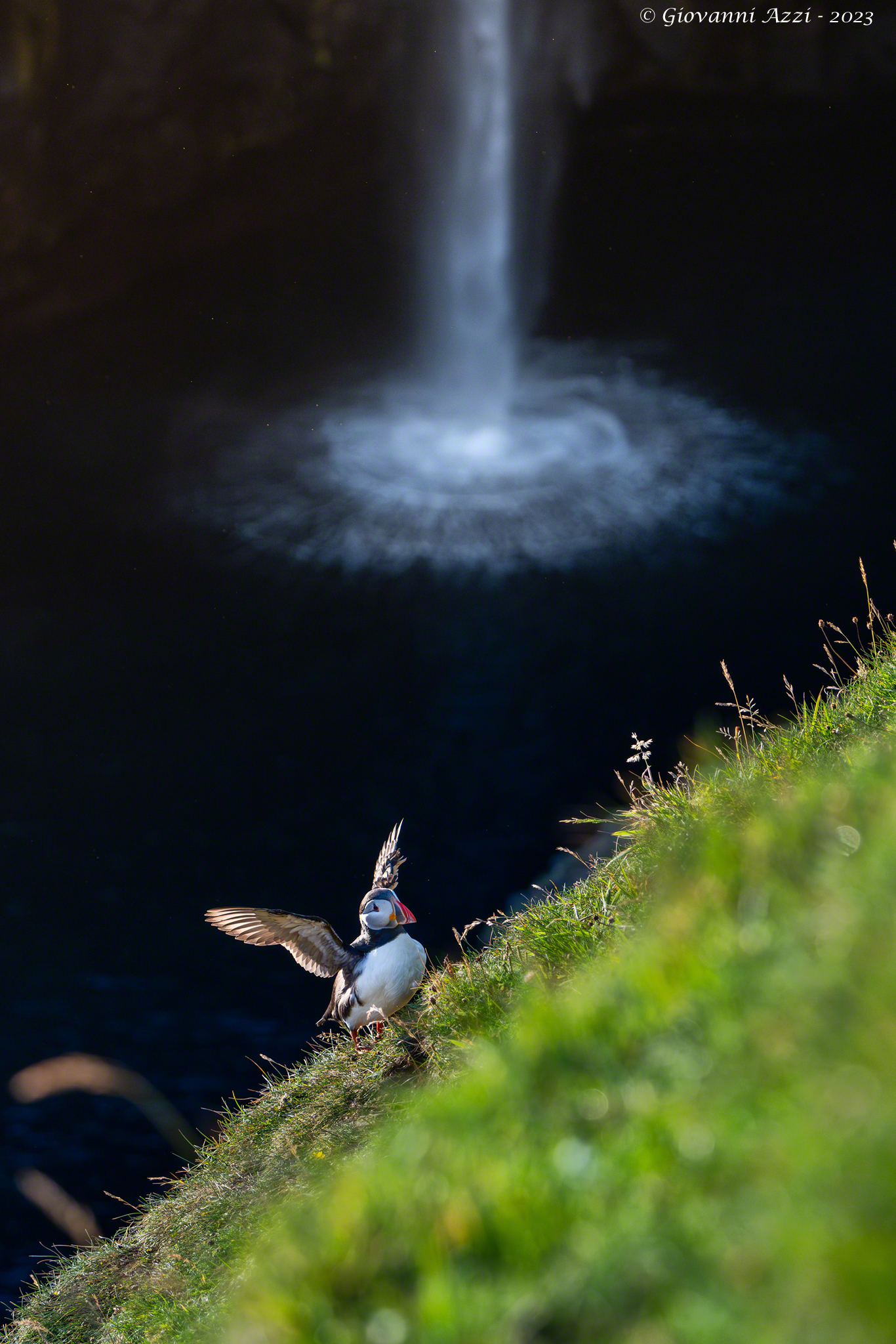 Il puffin e la cascata