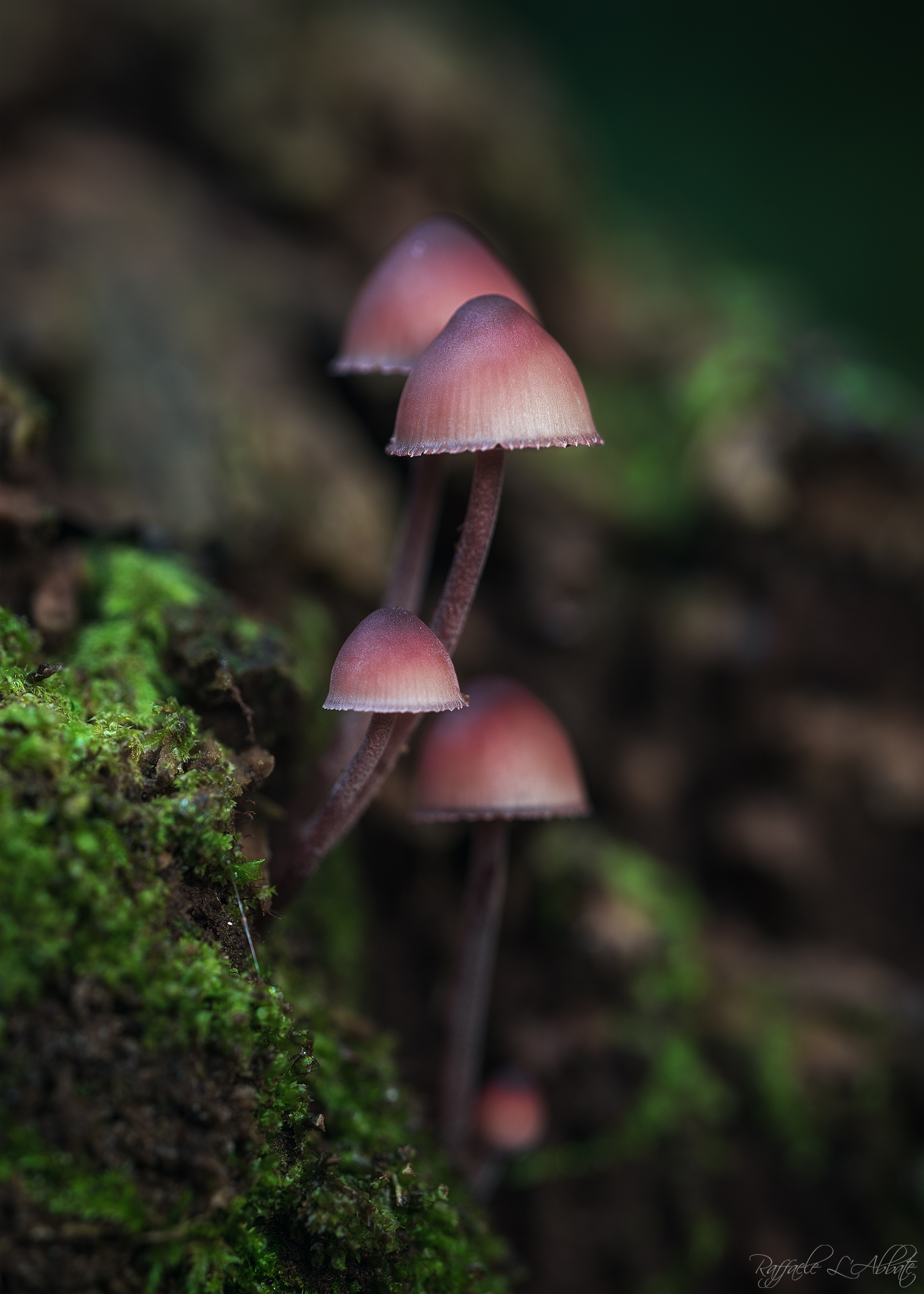 Fungi