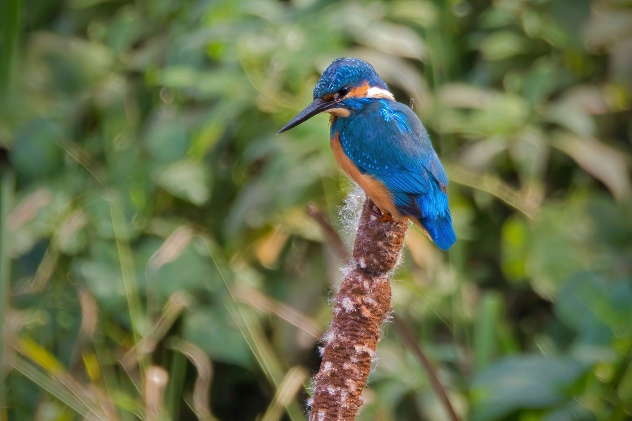 Kingfisher (m)