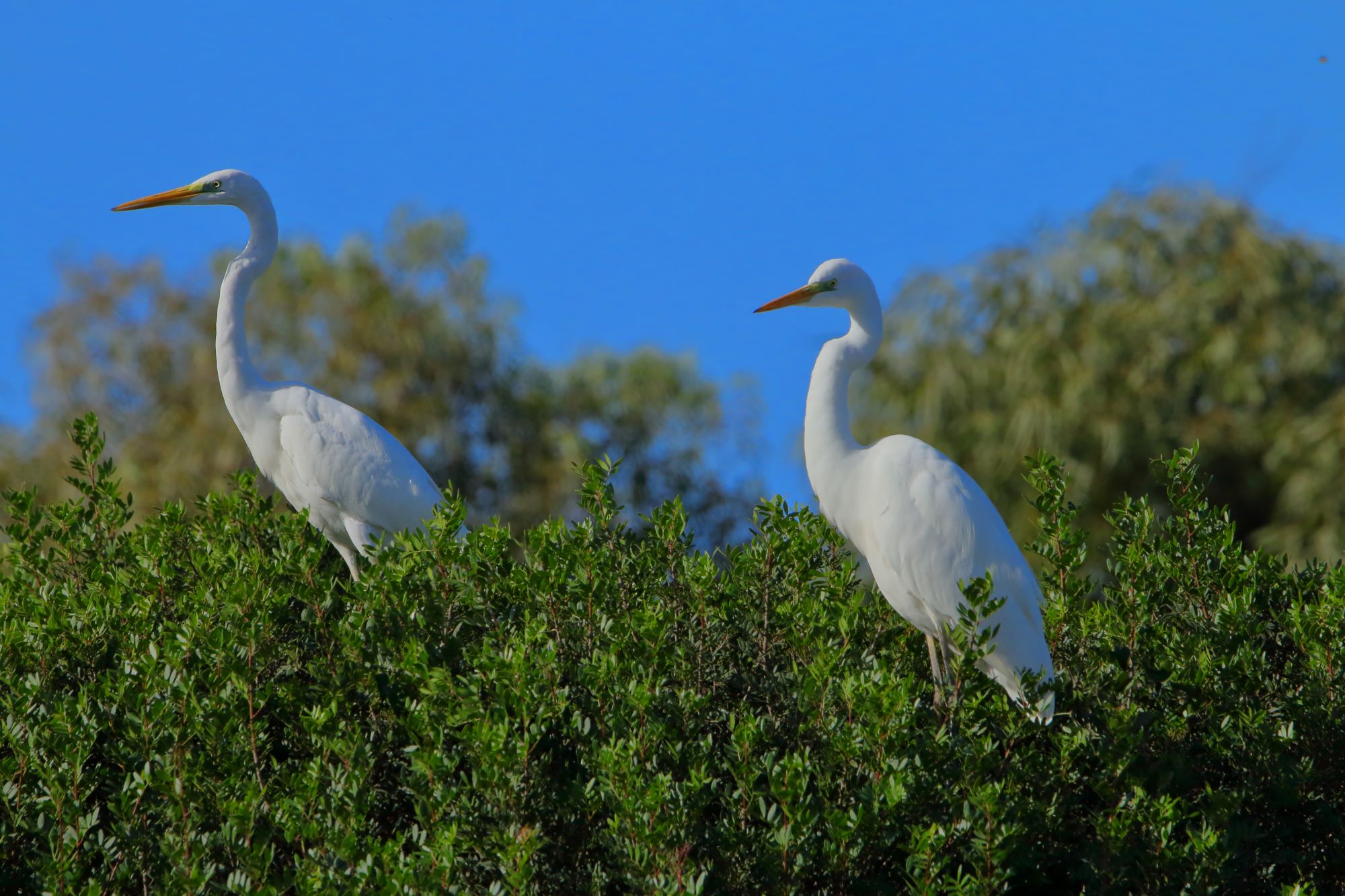 Airone Bianco Maggiore