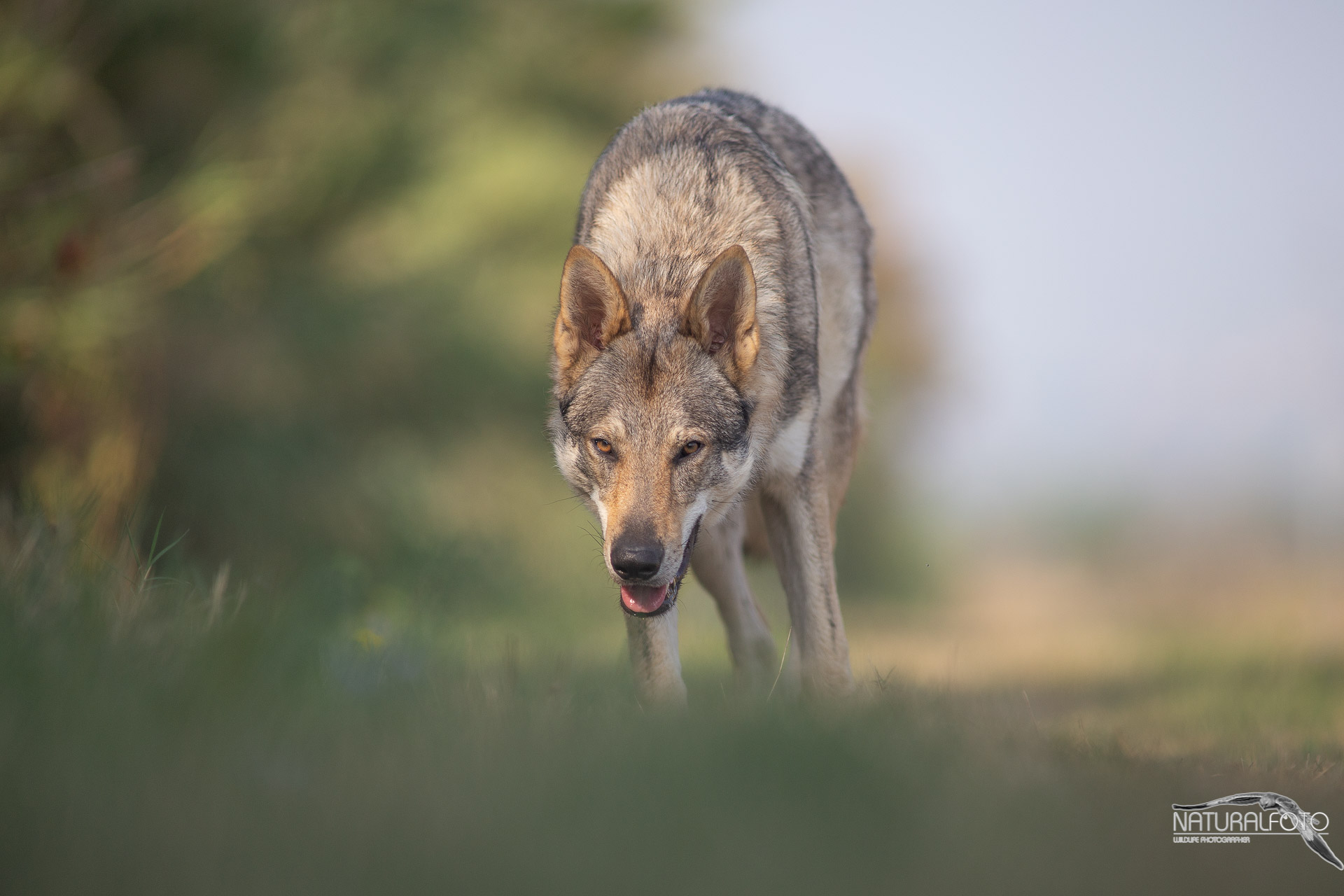 Czechoslovakian wolfdog