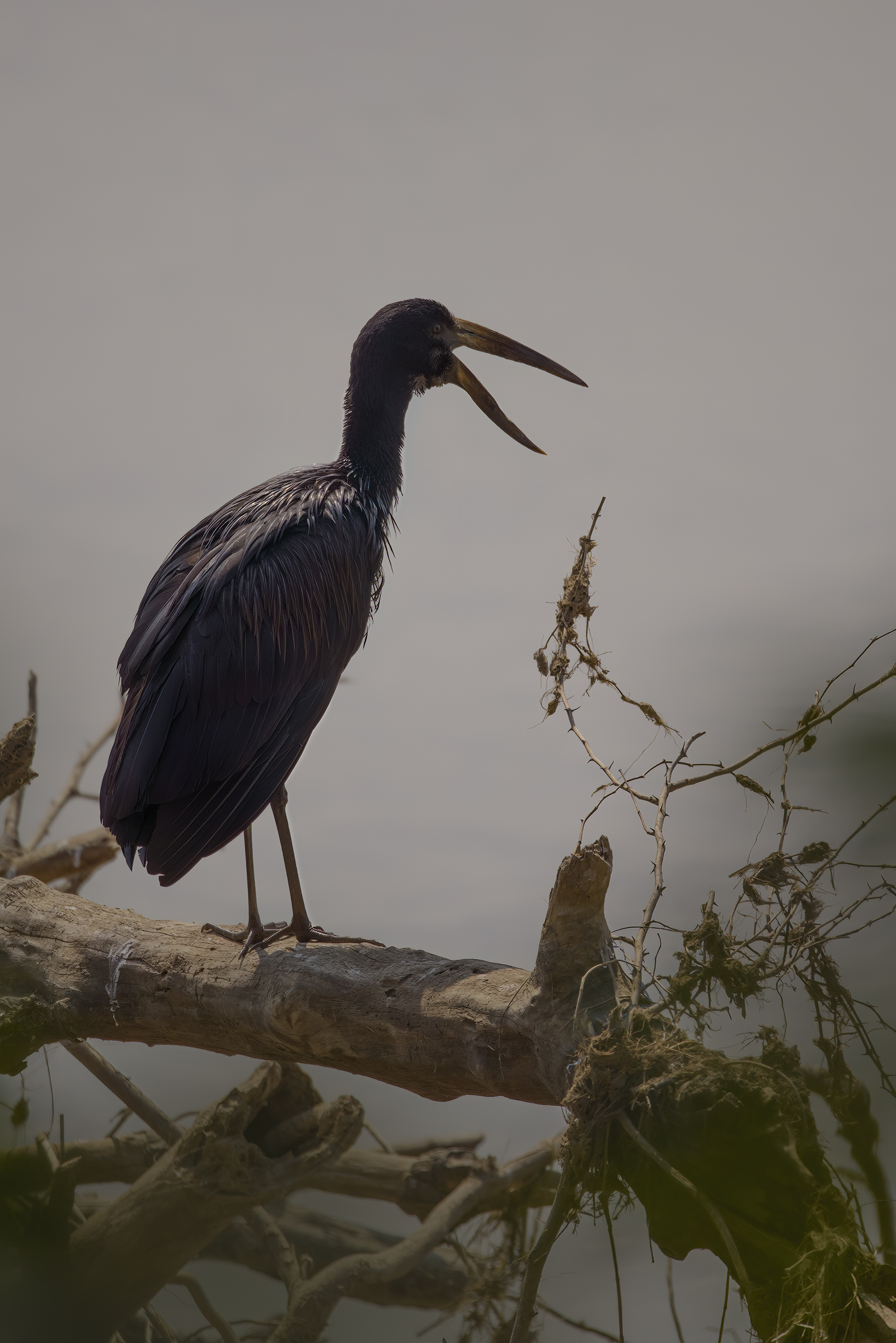 African Openbill