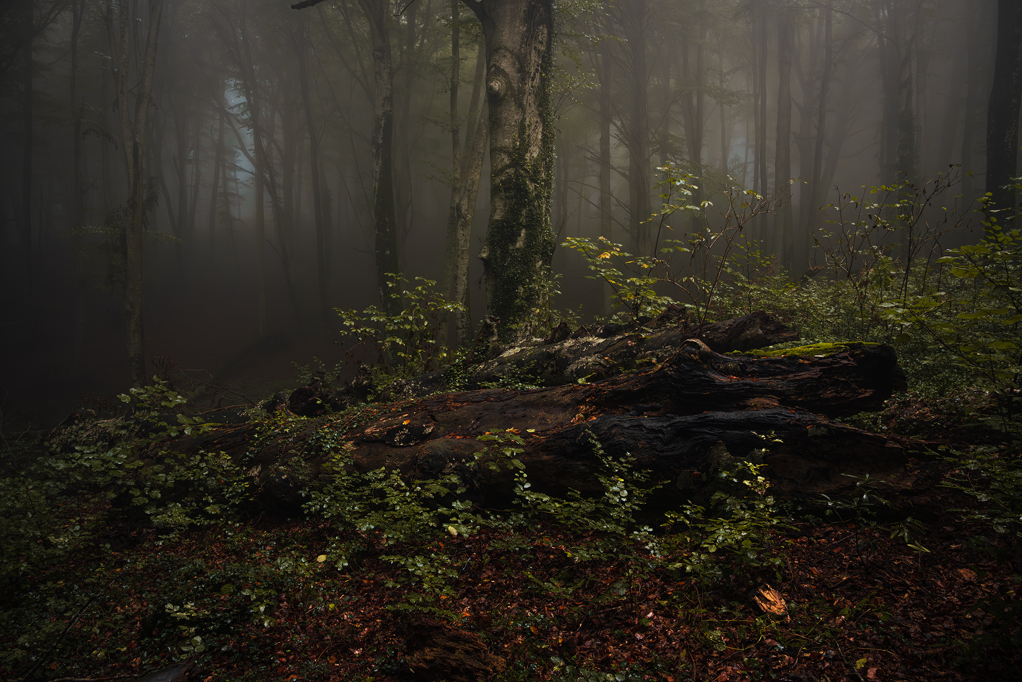 Fog in the beech forest