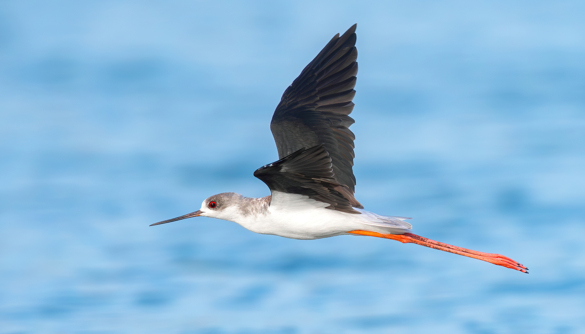 Cavaliere d'Italia alato nero