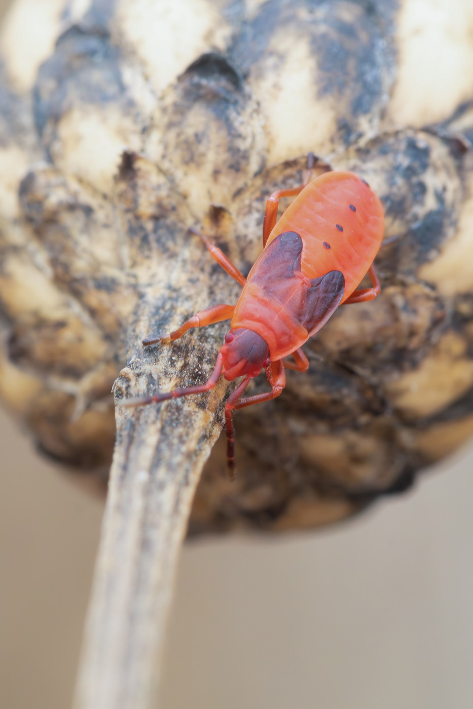 Nymph of Pyrrhocoris apterus