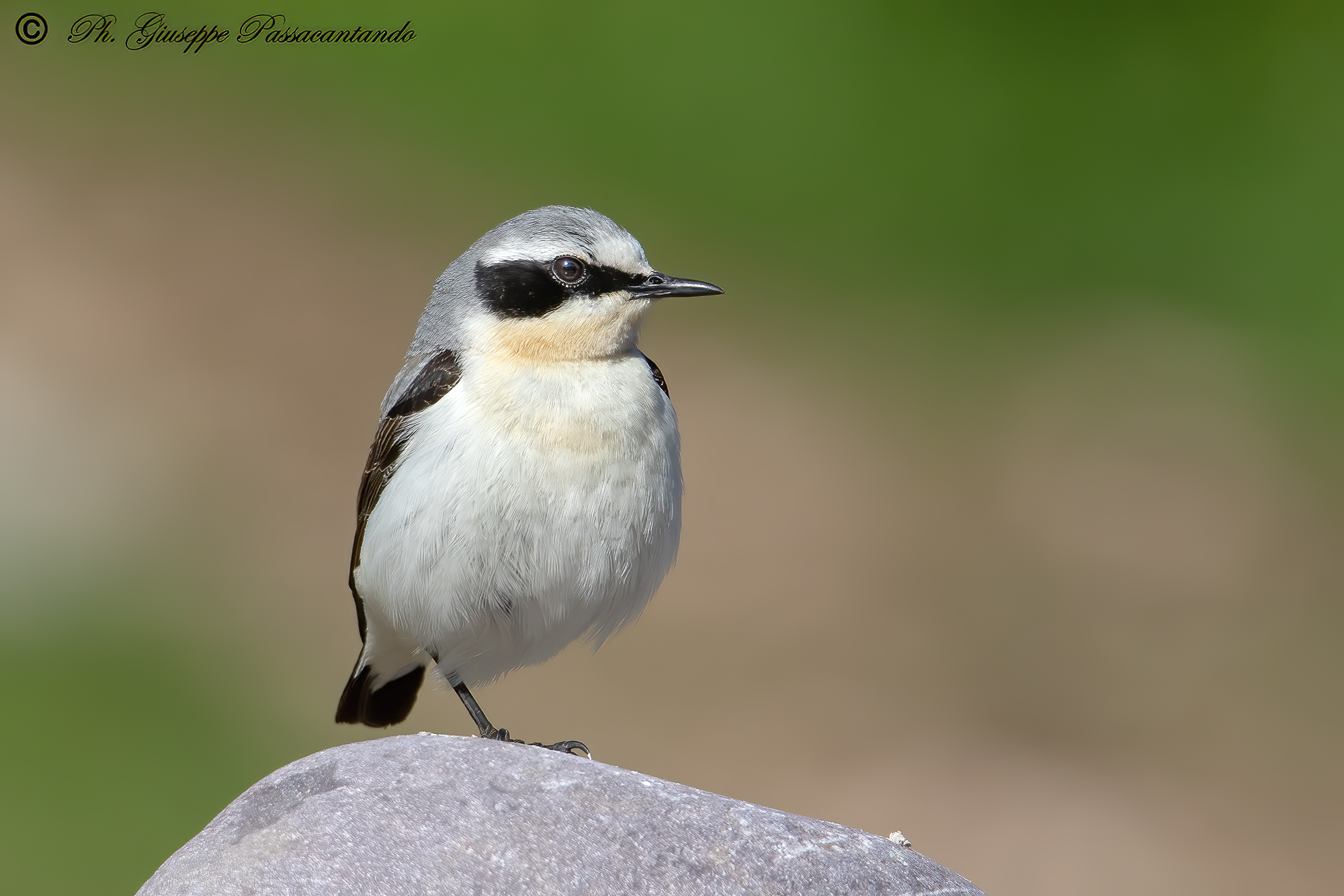culbianco  maschio su una zampa