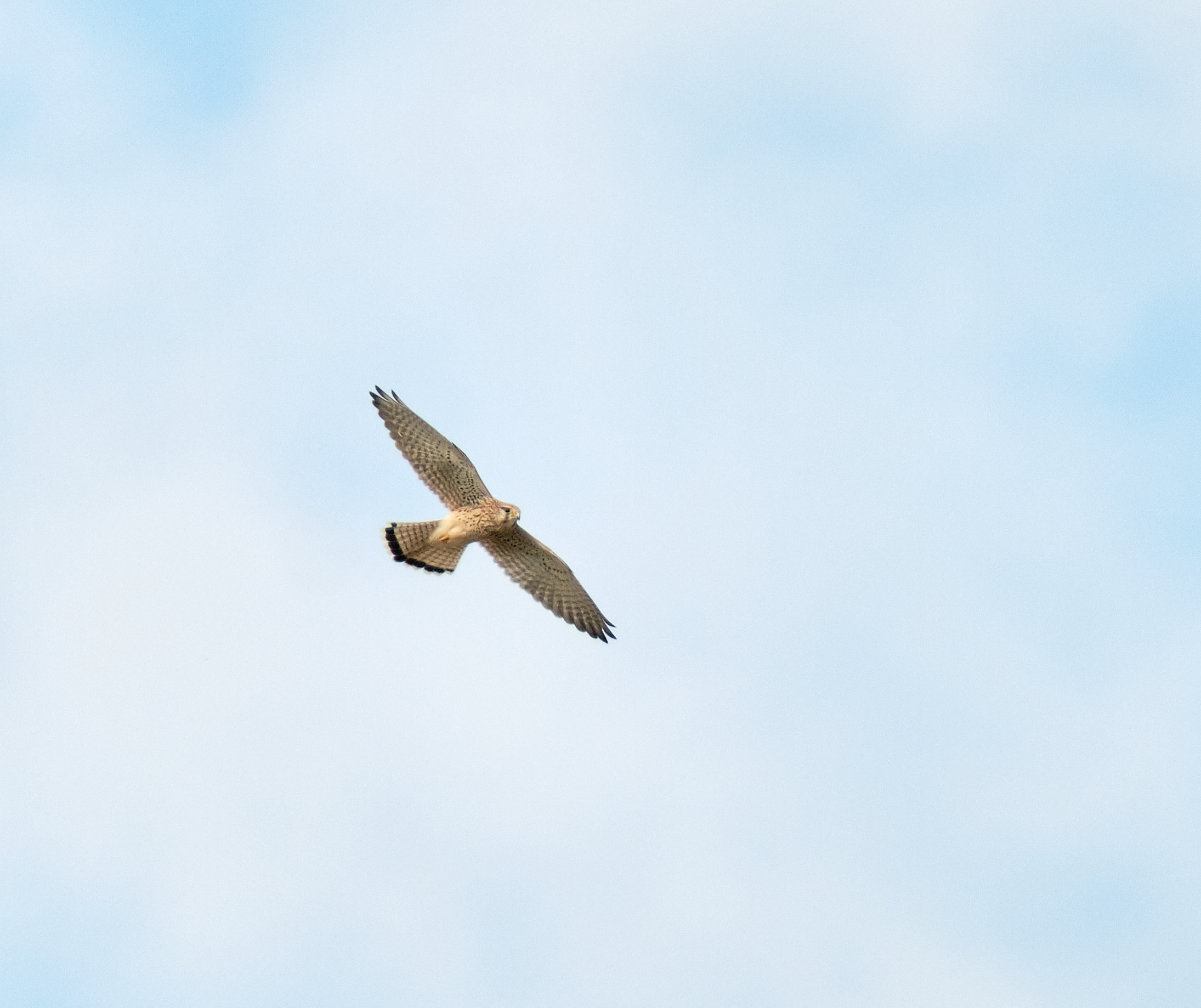 Kestrel