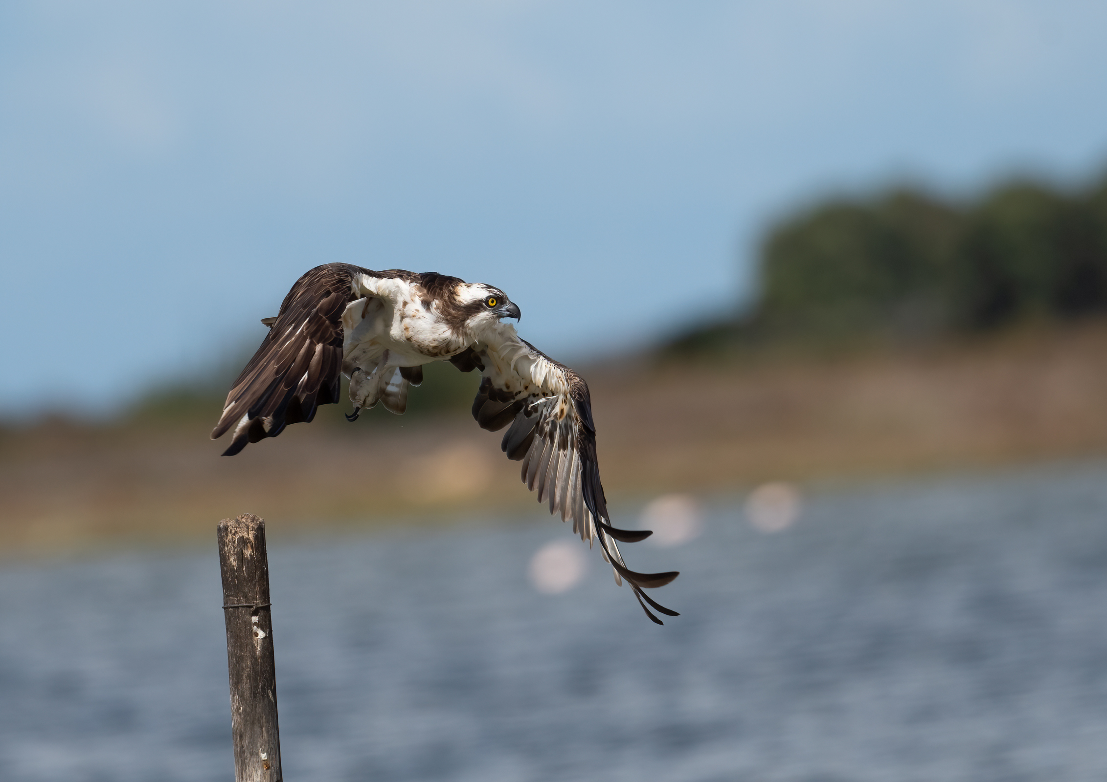 osprey