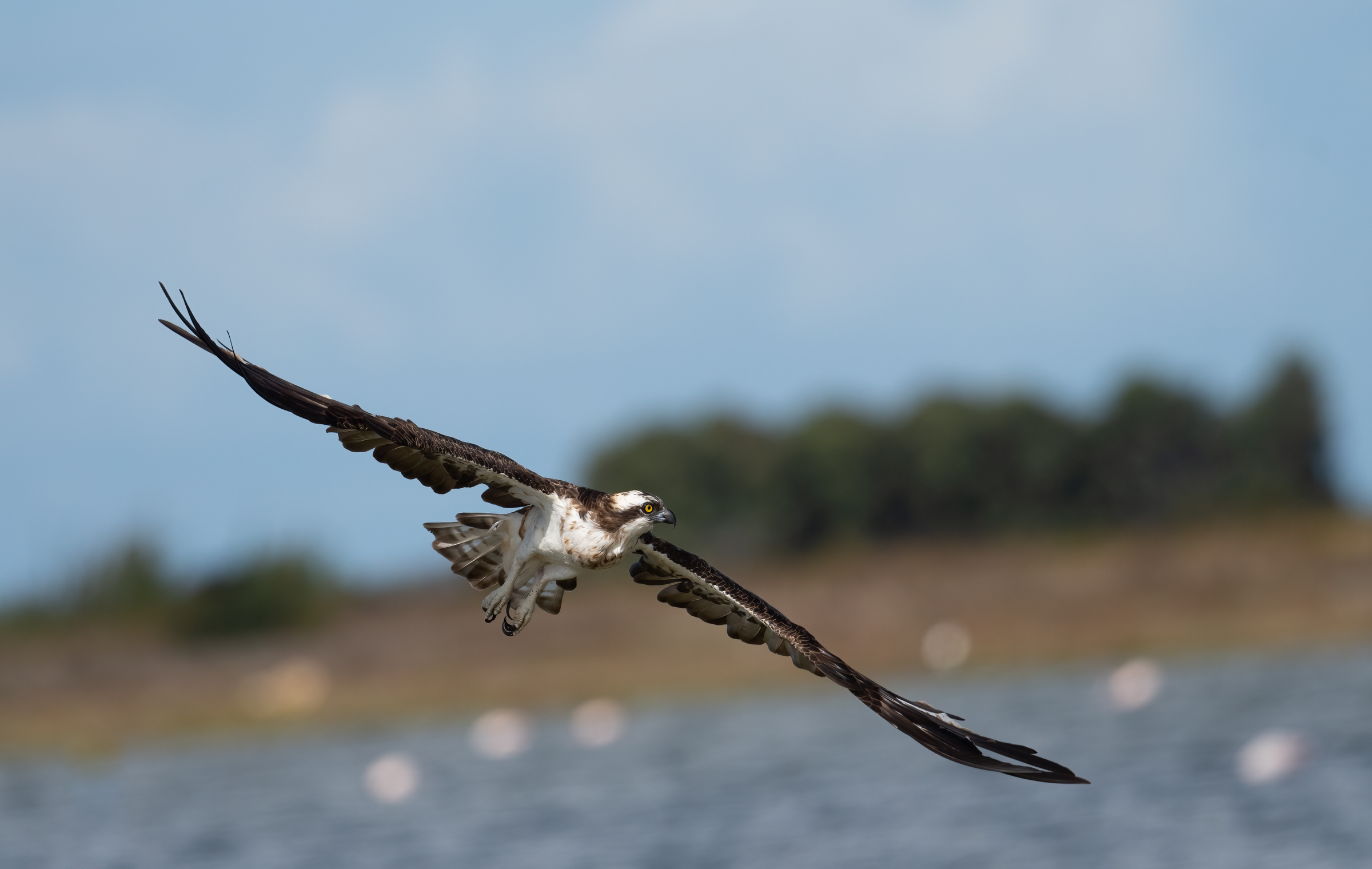 osprey
