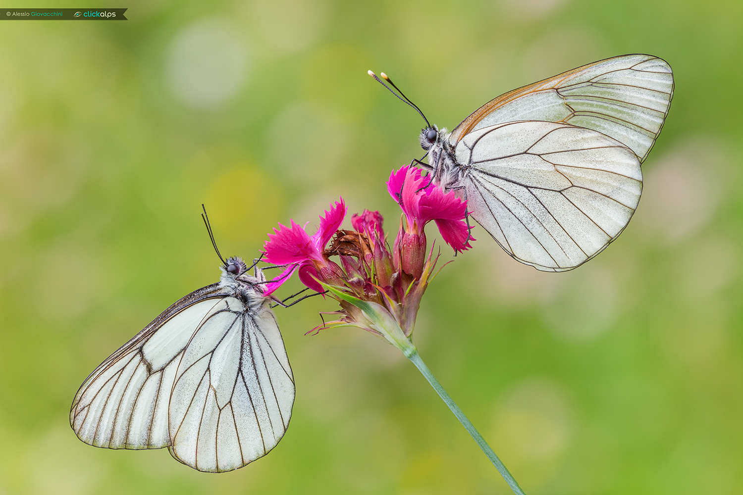 Aporia crataegi