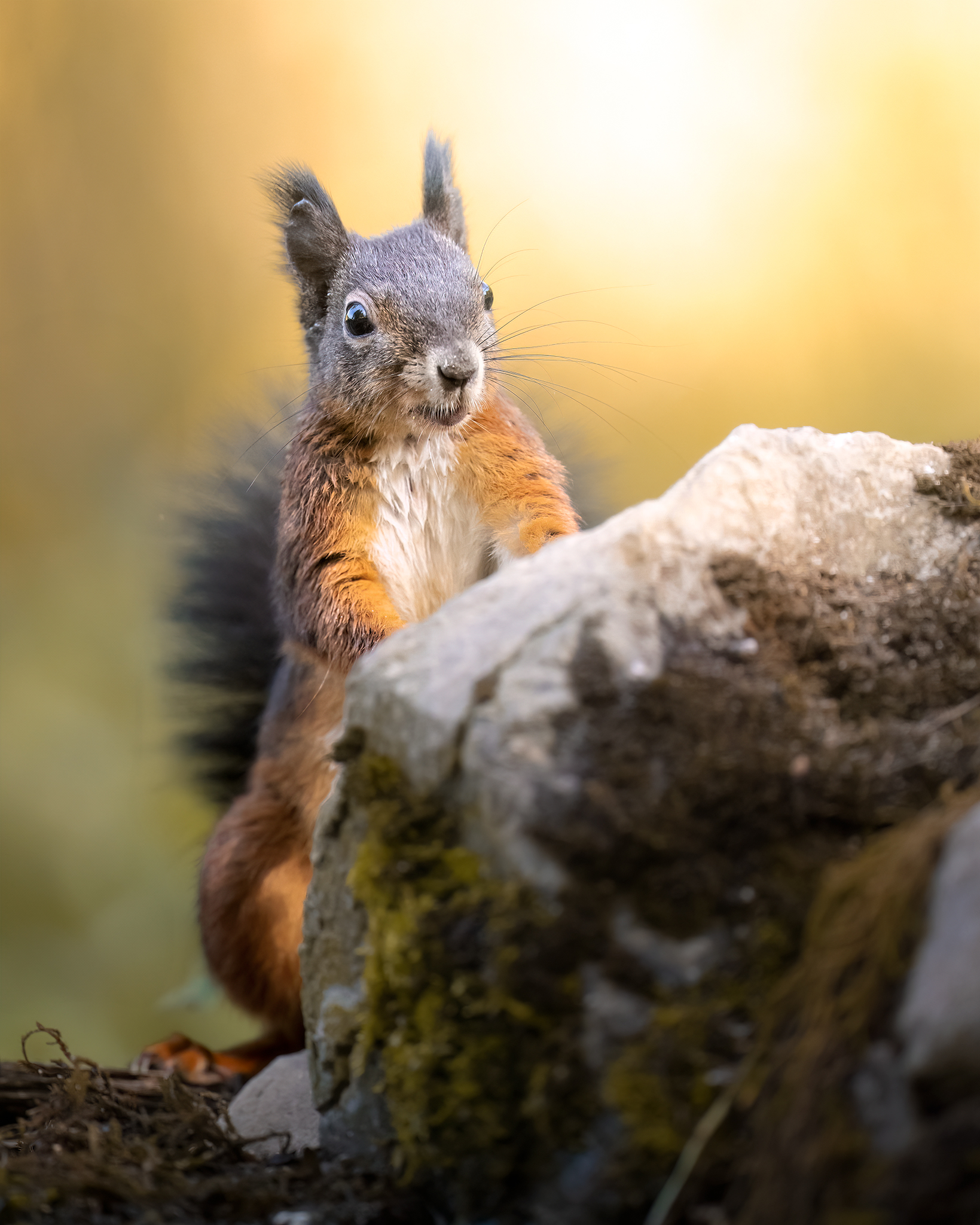 Squirrel