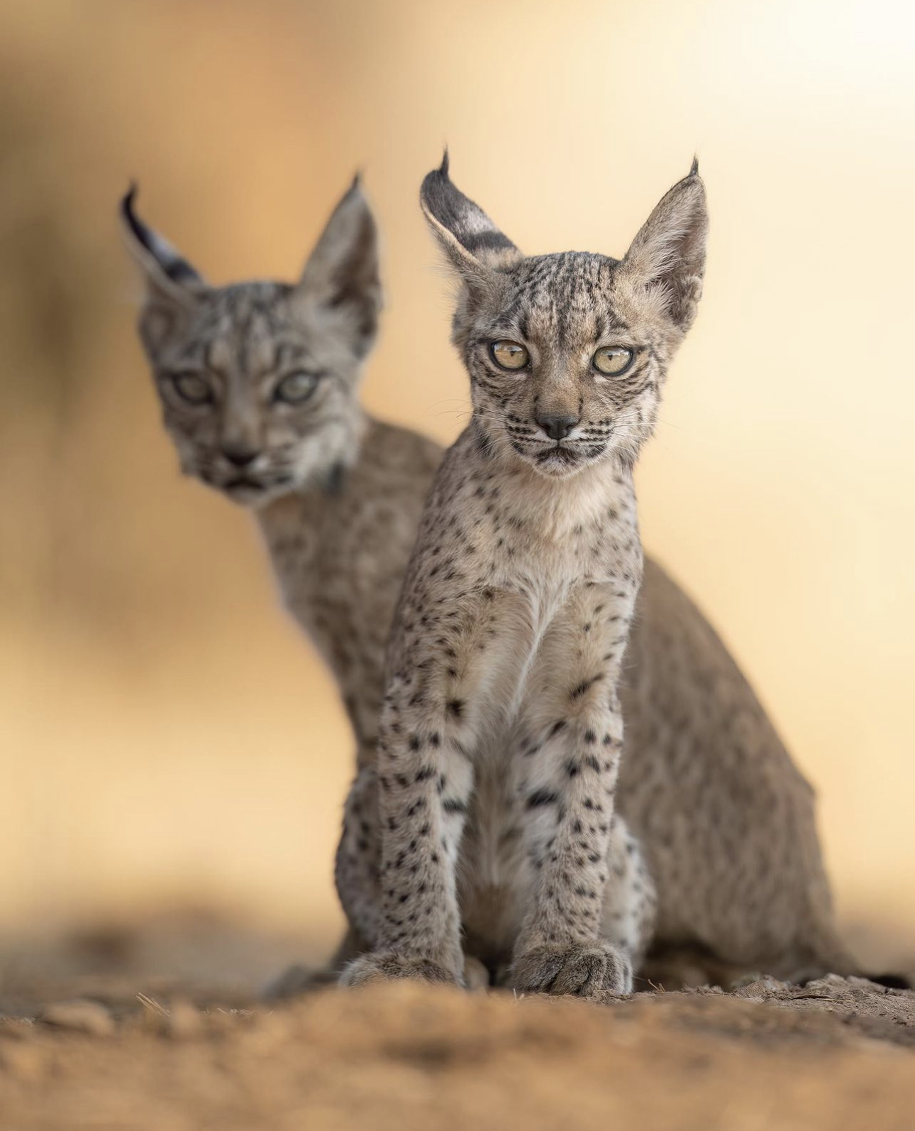 Lynxes