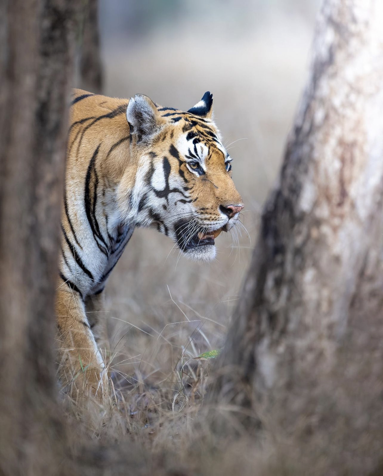 Tigre