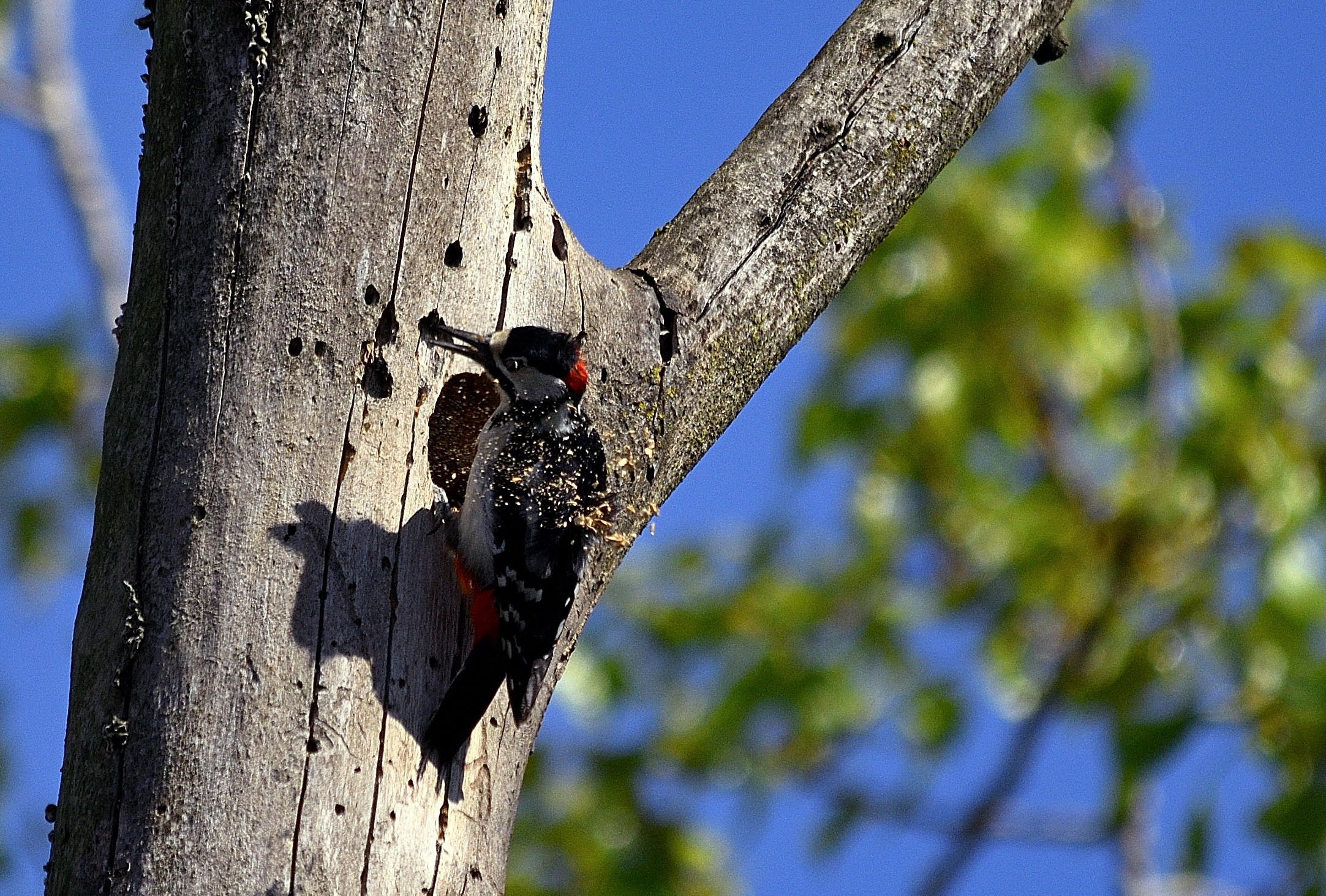 Spotted woodpecker at work