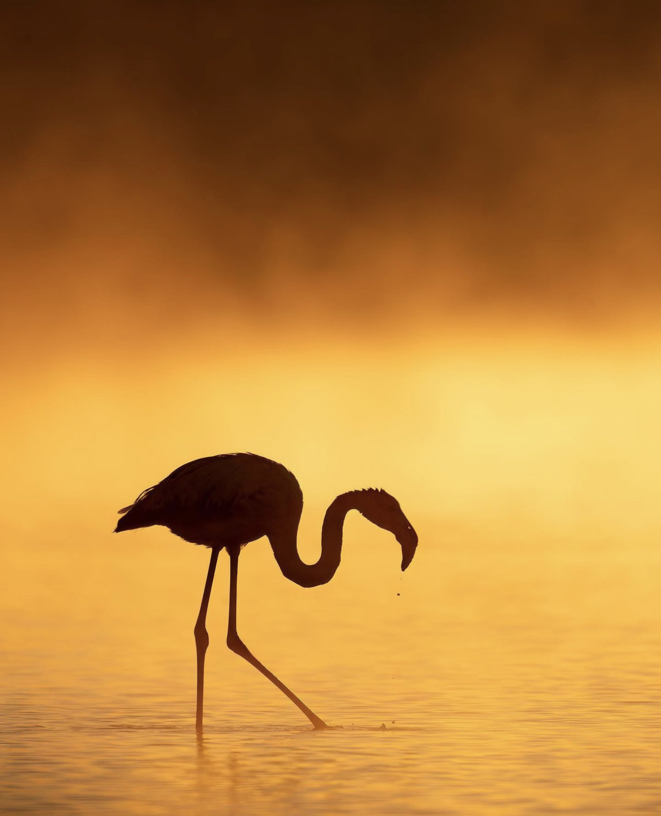 Fenicotteri Maremma 2023