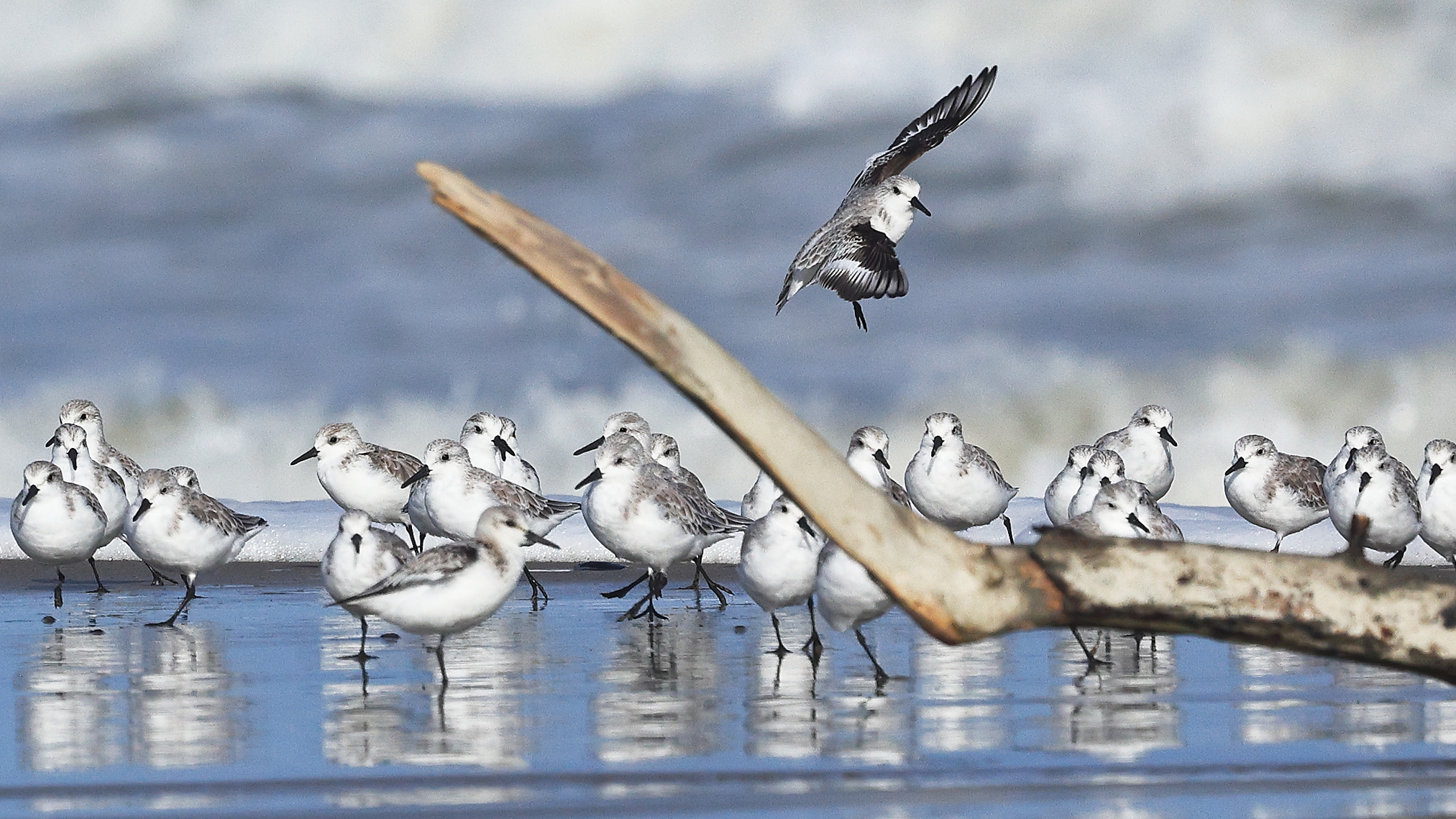 Three-toed sandpipers.