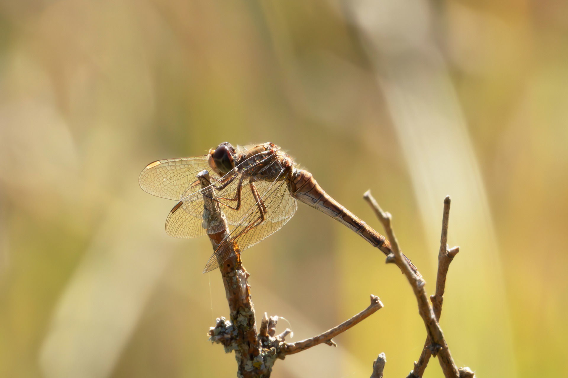 Mountain dragonfly