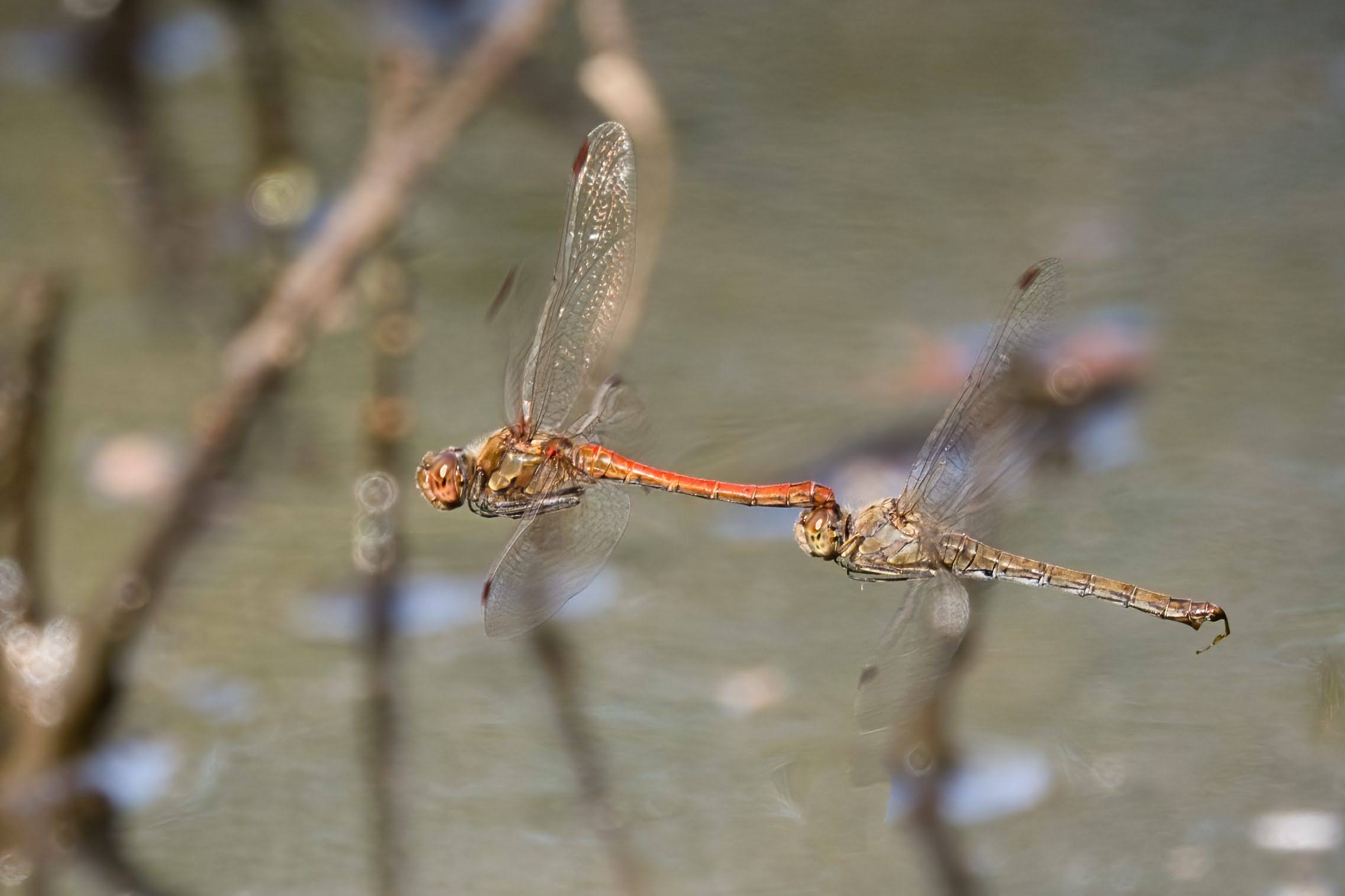 Sympetrum striolatum