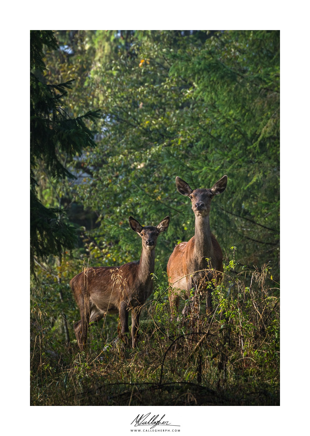 Photo models in the woods