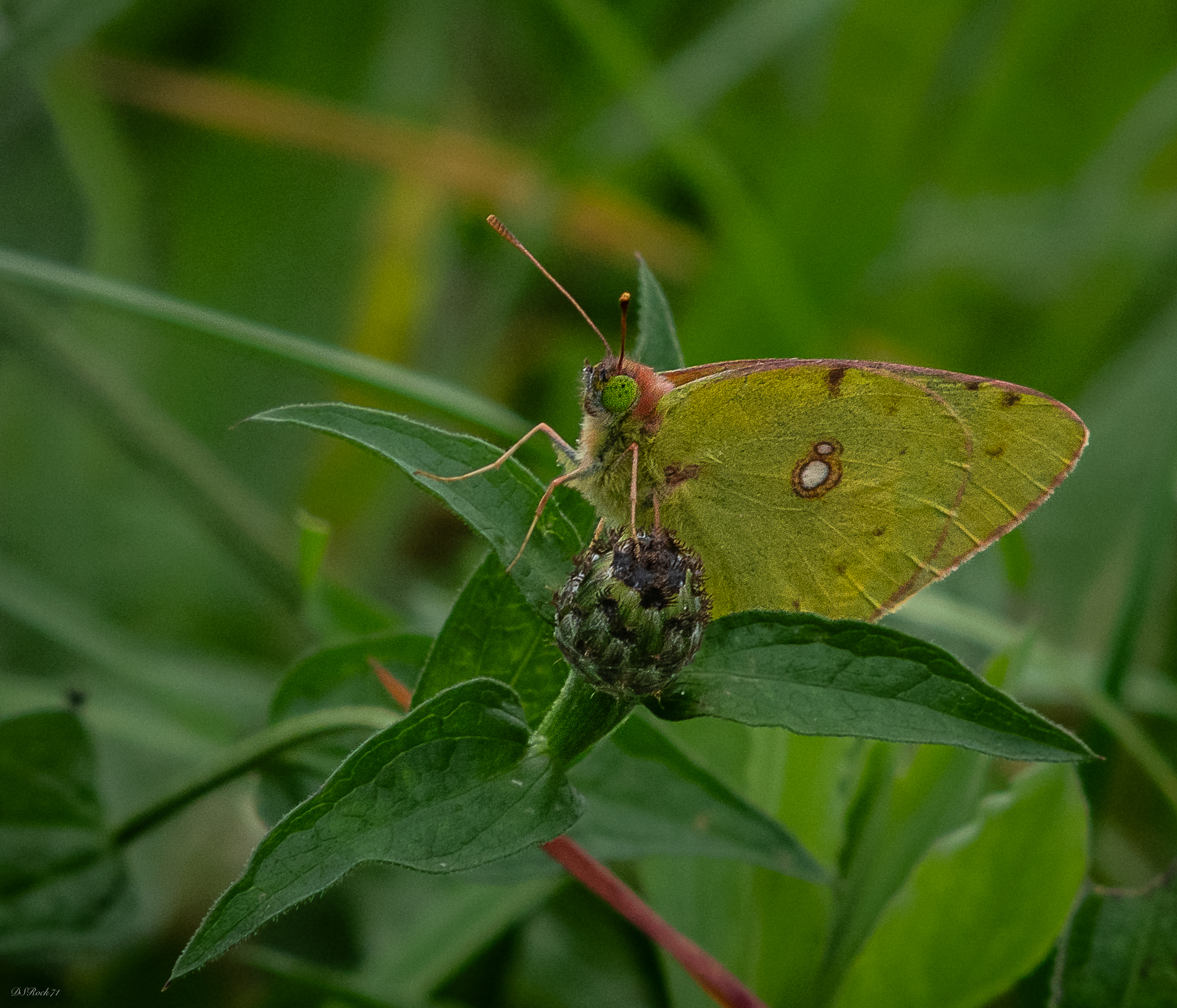 The last butterfly of this year