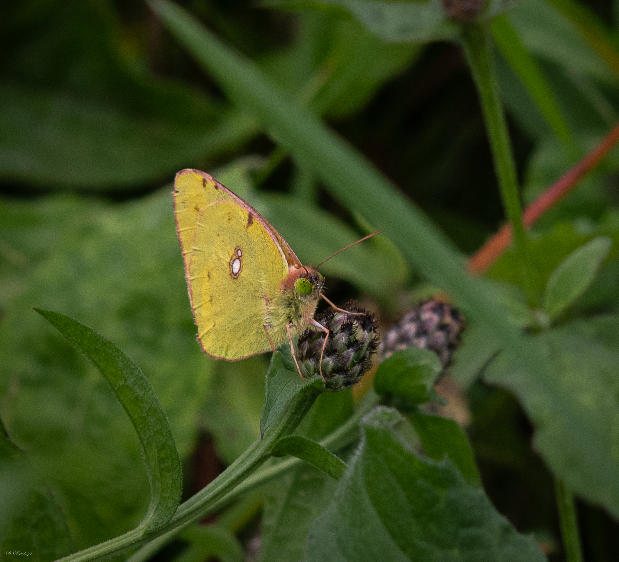 The last butterfly of this year 2