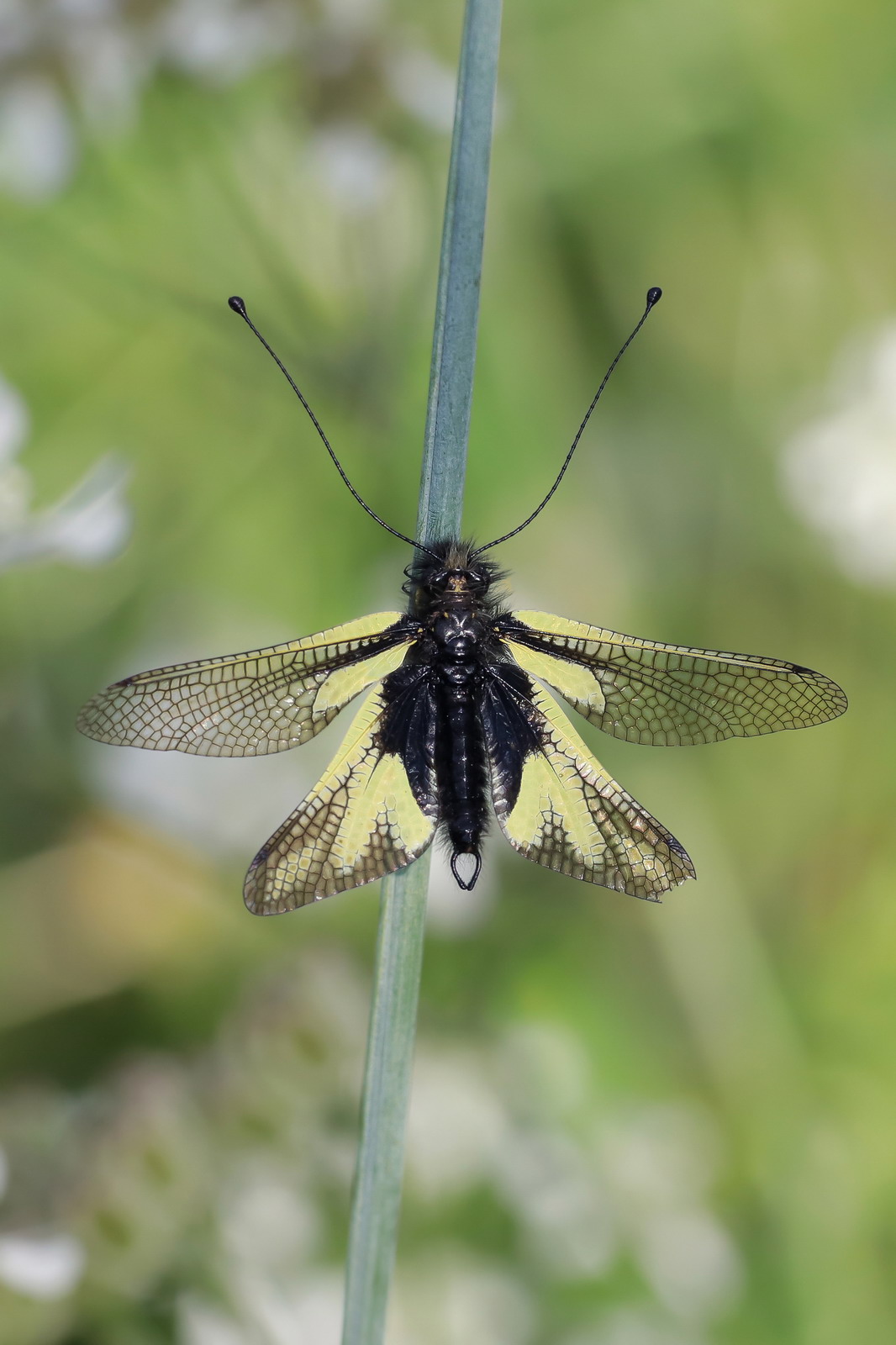 White scallop (Libelloides coccajus)