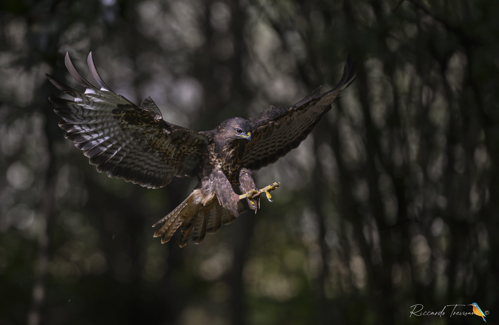 Landing, buzzard