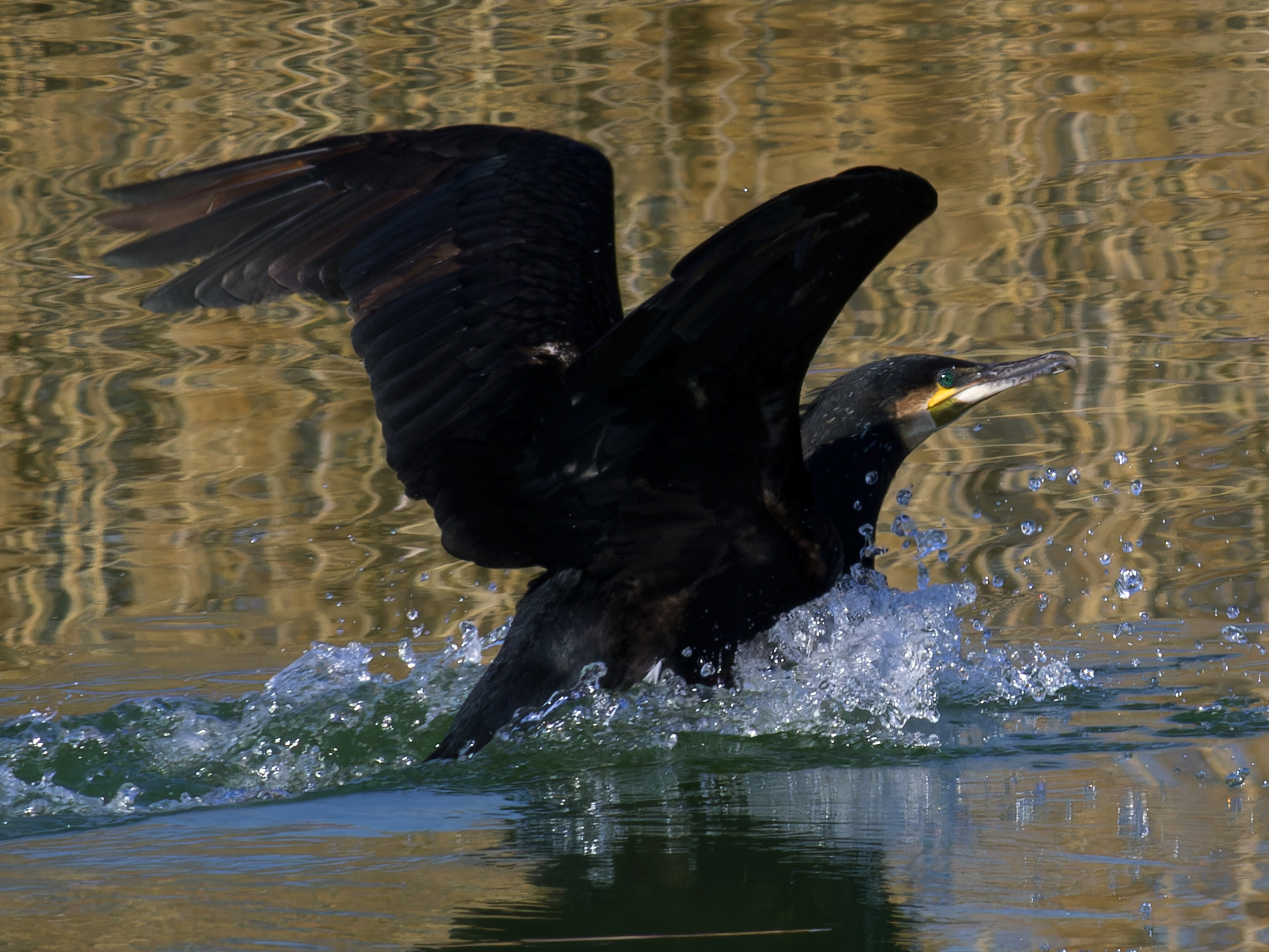 Cormorano comune
