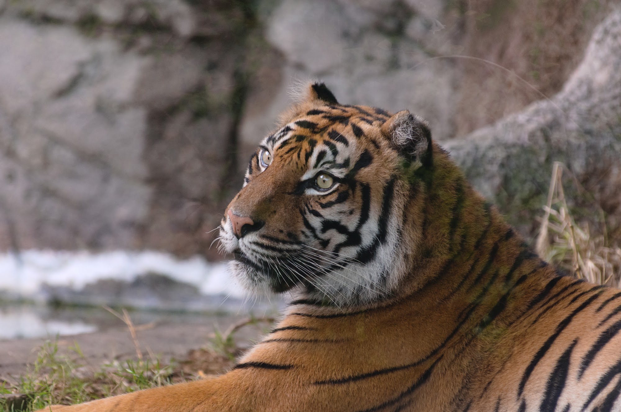 Pensive Tiger