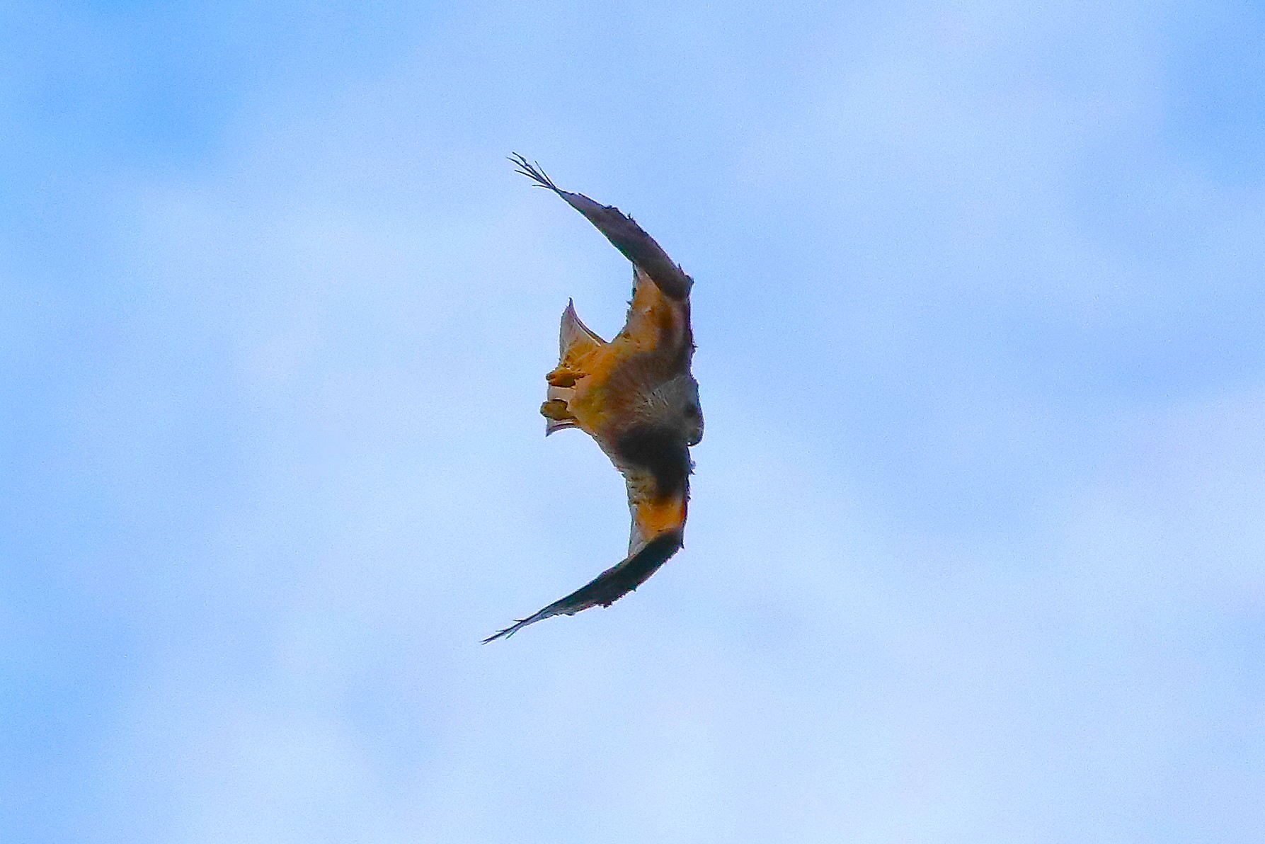 Black Kite 31-05-2023